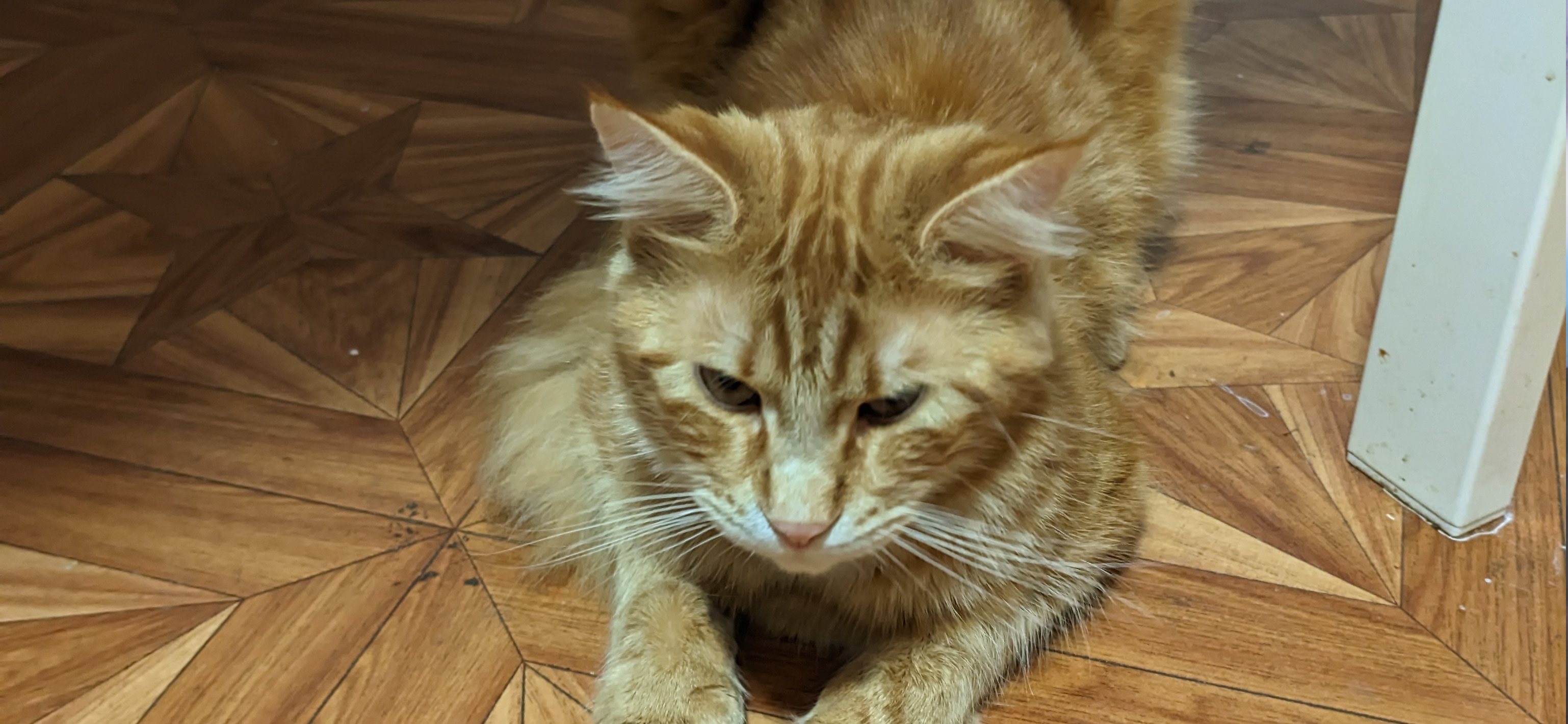 Фото питомца: кот Персик в ожидании Нового года