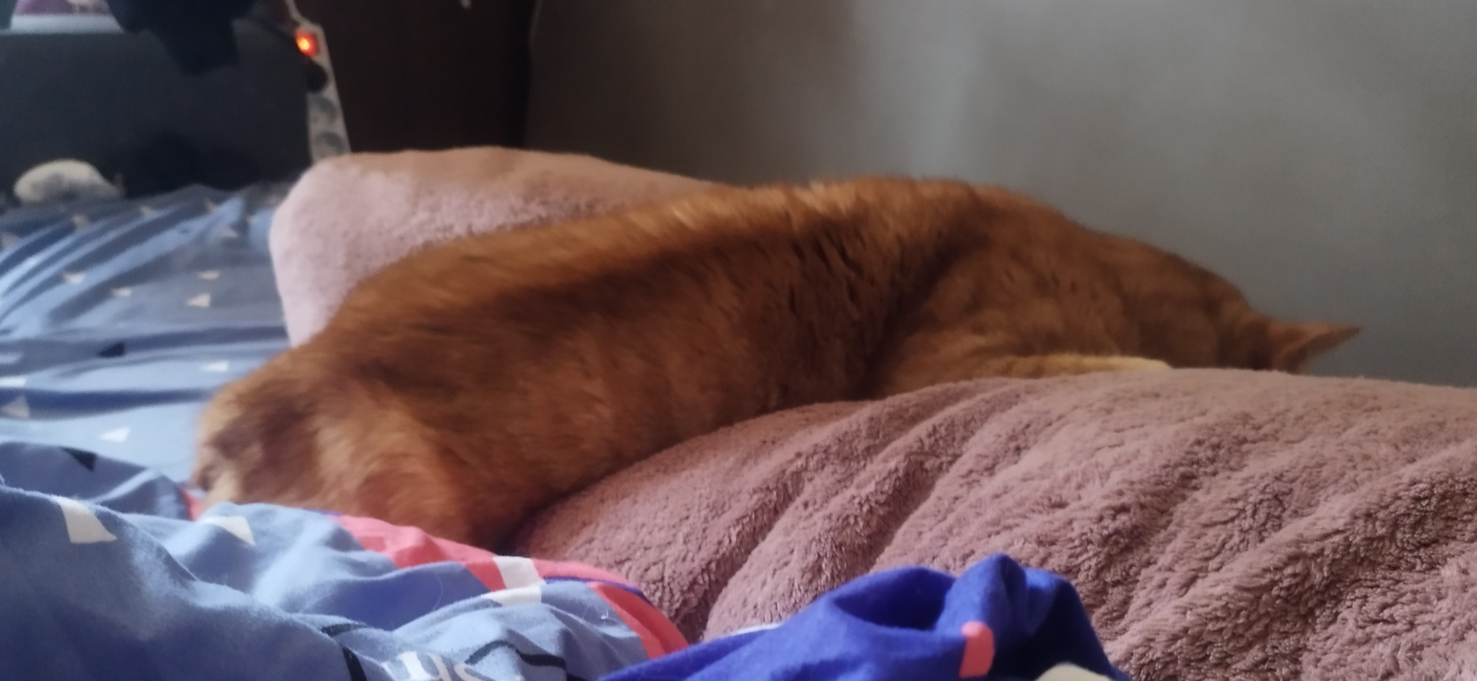 Фото питомца: кот Персюша распластался на подушке