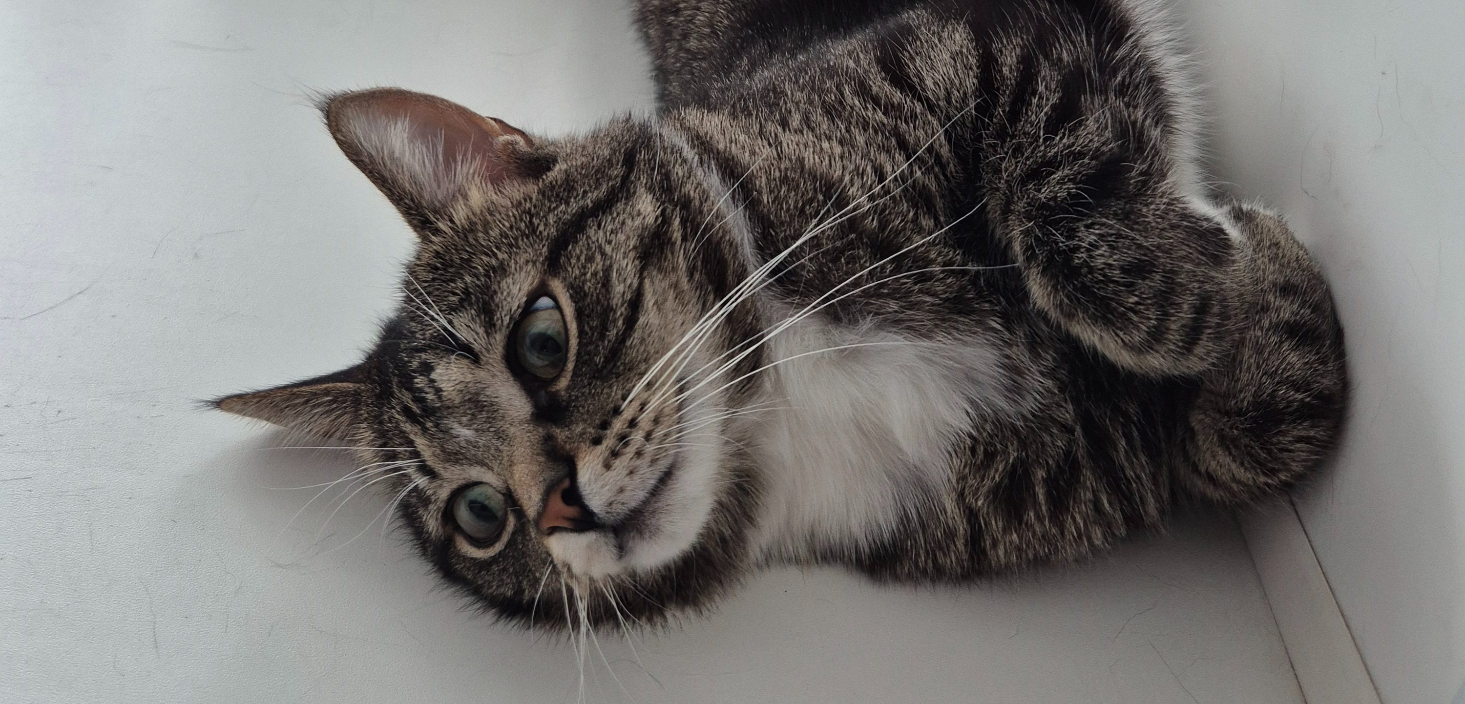 Фото питомца: кошка Пиксена спит в разных местах квартиры