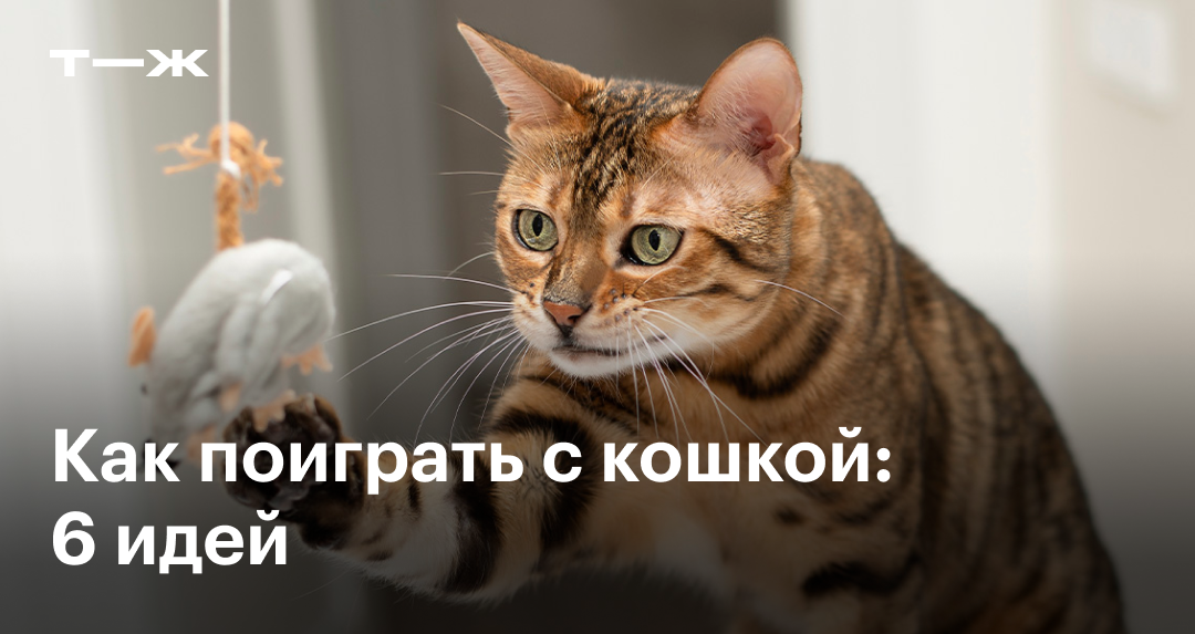 С днем рождения, кот! 6 способов отметить день рождения кота