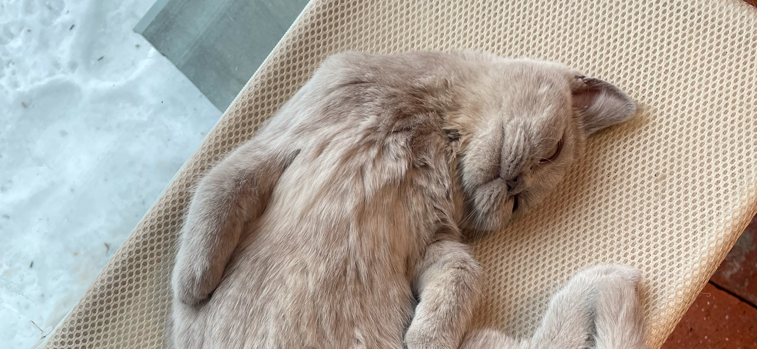 Фото питомца: кошка Плюшенька отдыхает