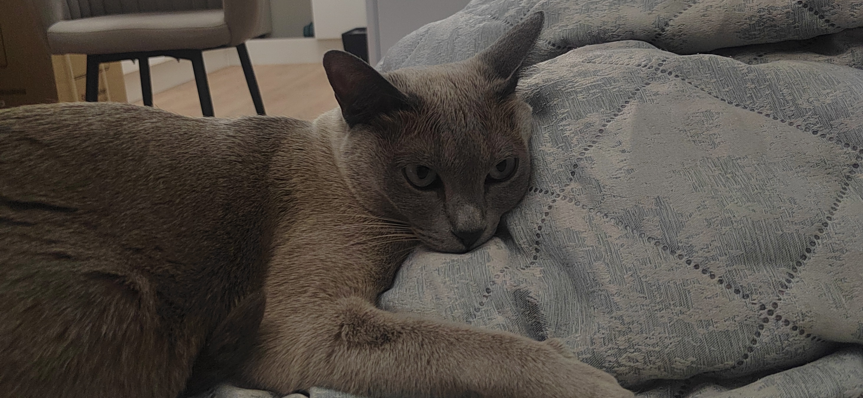 Фото питомца: кошка Полина наслаждается жизнью