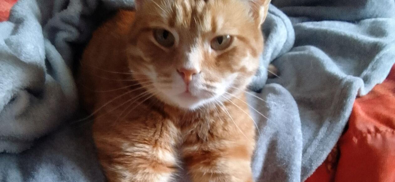 Фото питомца: кот Пошка вытянул лапки