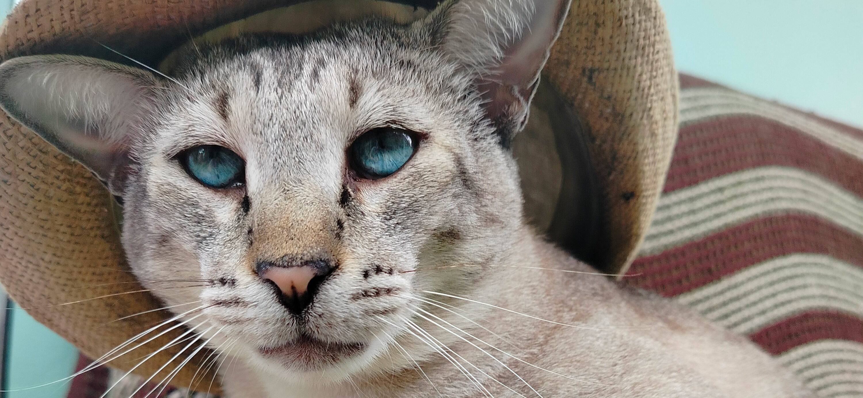 Фото питомца: кот примеряет шляпу для отдыха на море