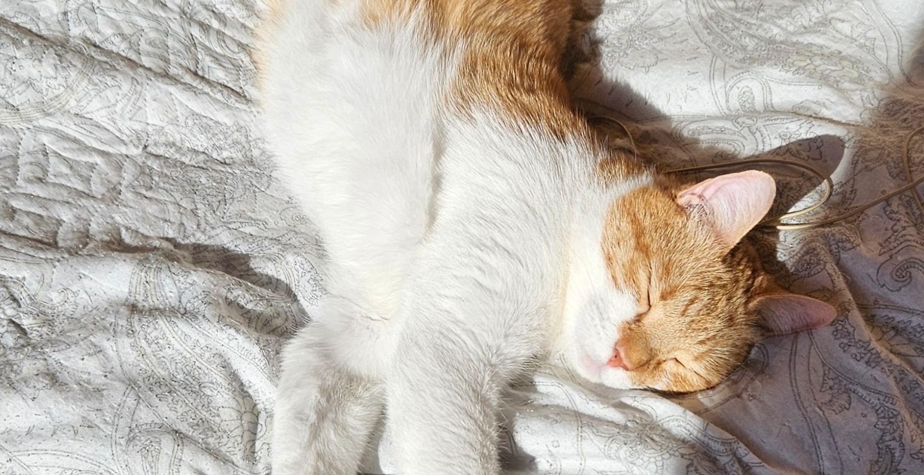 Фото питомца: кот Прохор наслаждается солнечной и теплой весной