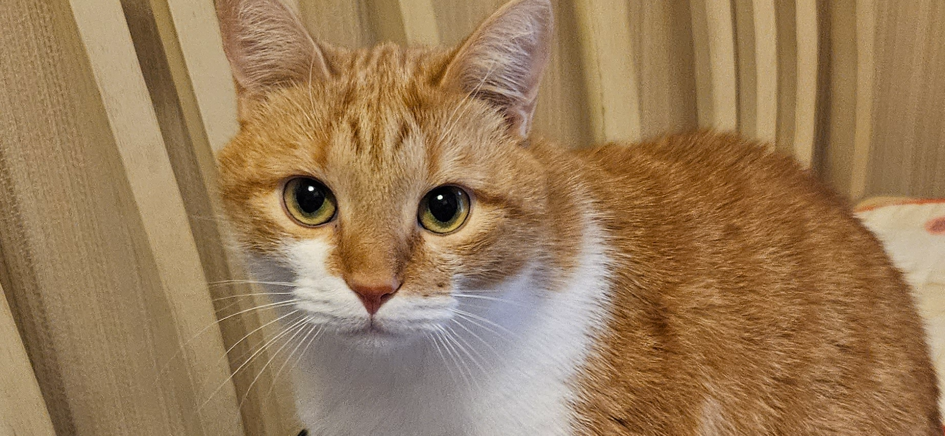 Фото питомца: кот Прохор не верит, что праздники закончатся