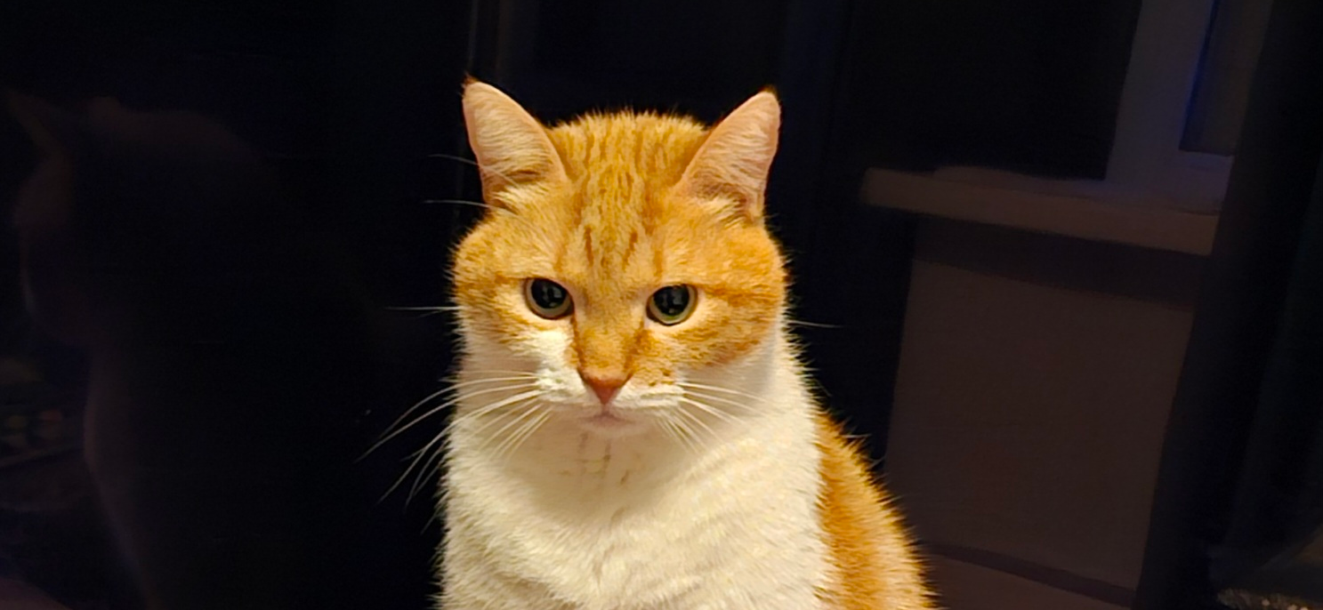 Фото питомца: кот Прохор поймал дзен