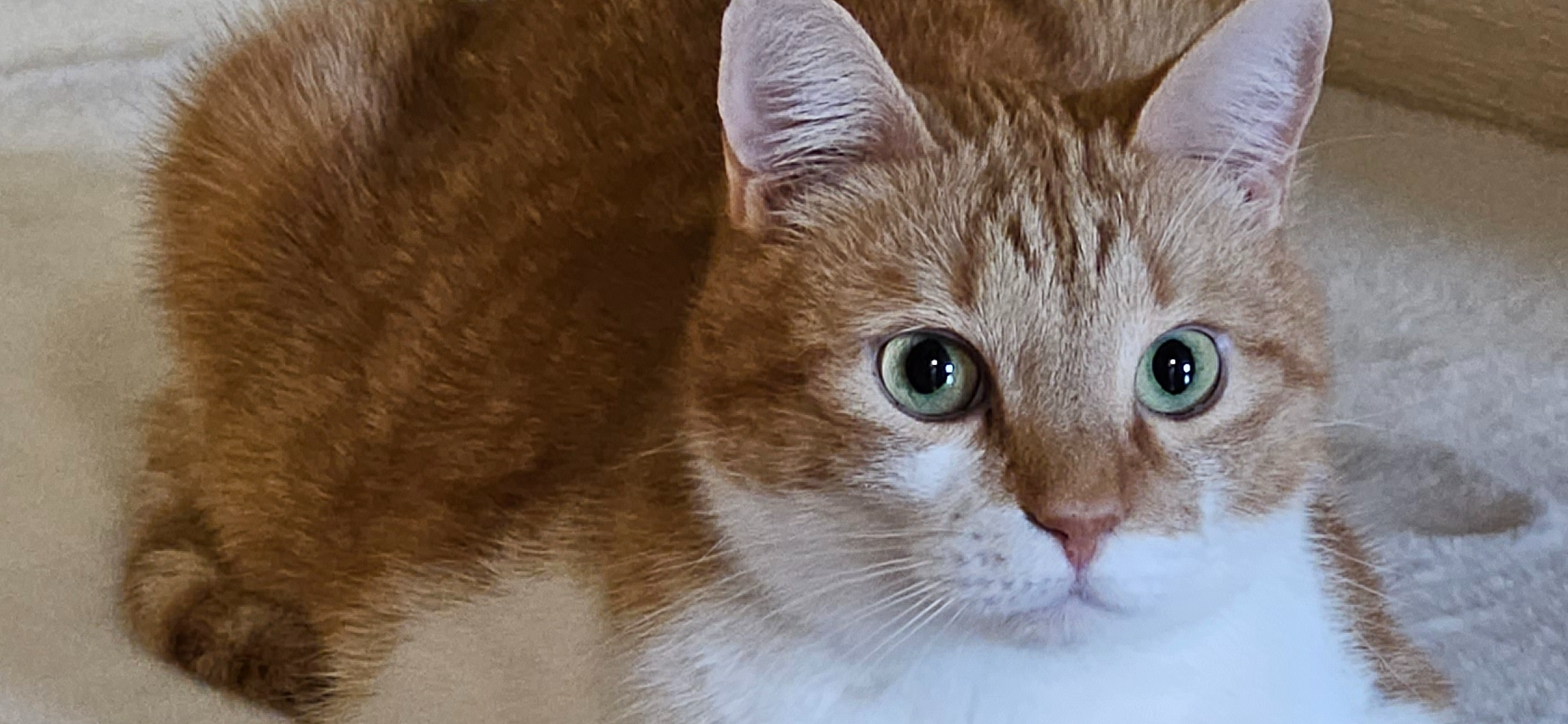 Фото питомца: кот Прохор в ожидании игр