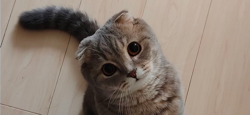 Фото питомца: кот Проша наслаждается жизнью