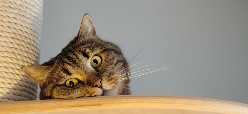 Фото питомца: кот проводит будни зверя в городской квартире