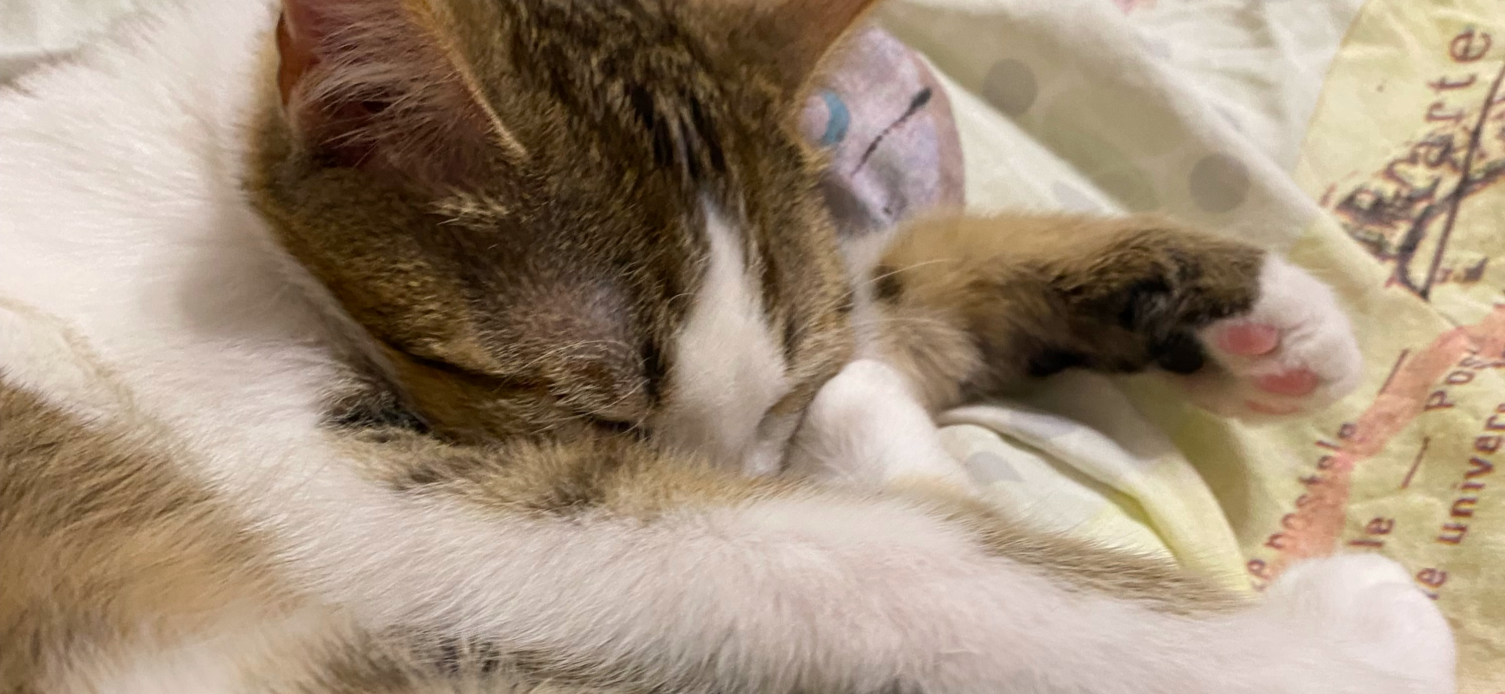 Фото питомца: кот Пуфка отдыхает