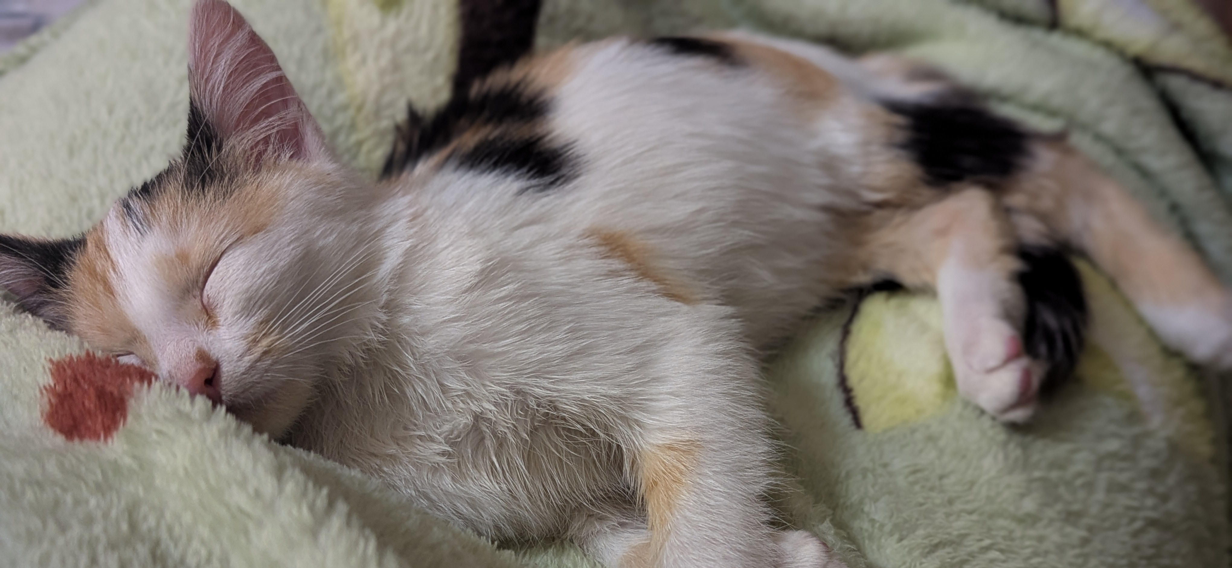 Фото питомца: кошка Пуша крепко спит