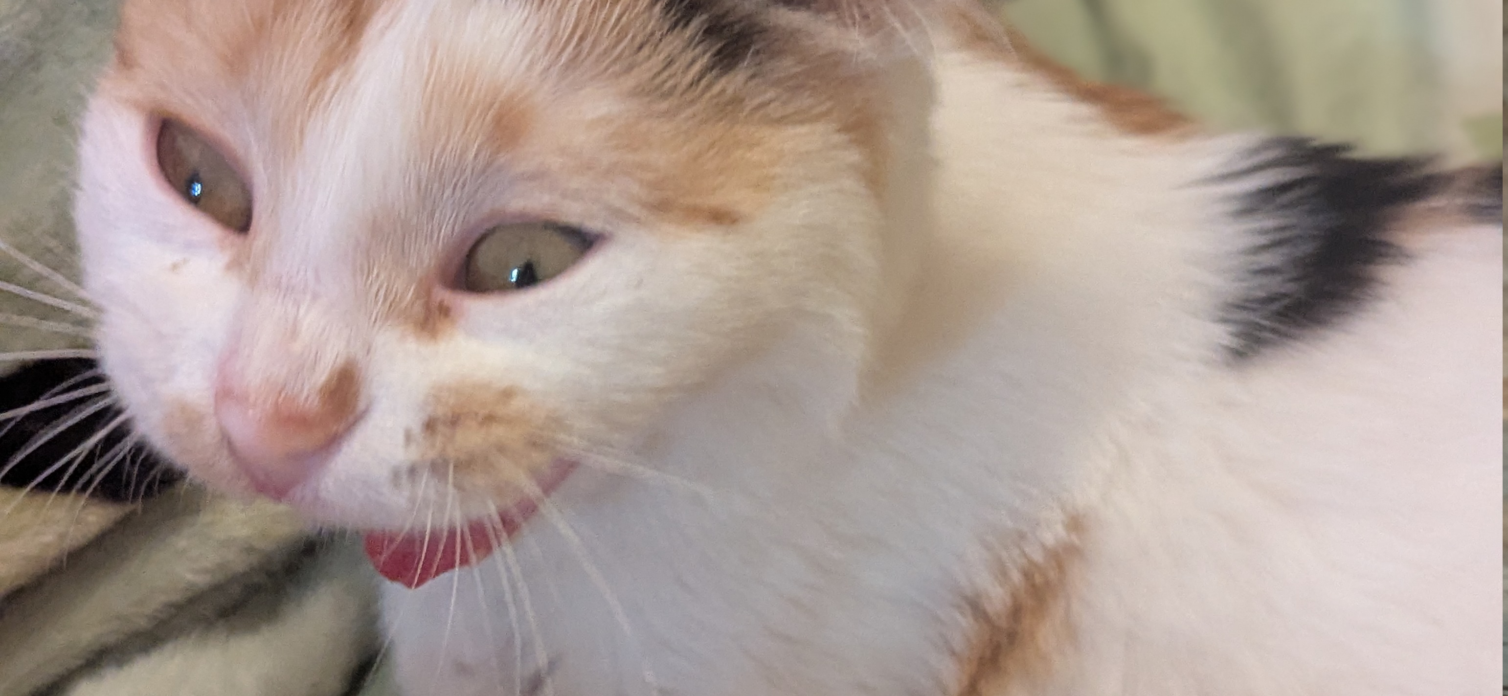 Фото питомца: кошка Пуша позирует