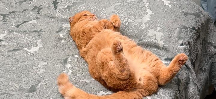 Фото питомца: кот Рэд живет свою лучшую жизнь