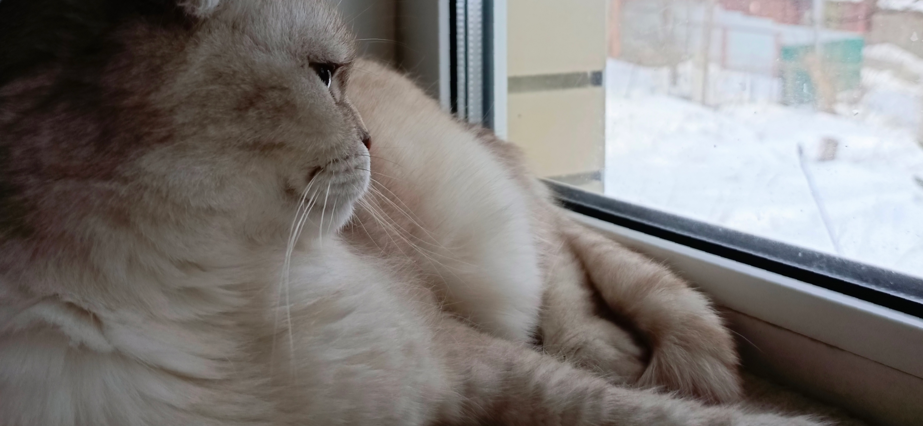 Фото питомца: кот Рэймонд любуется видом из окна