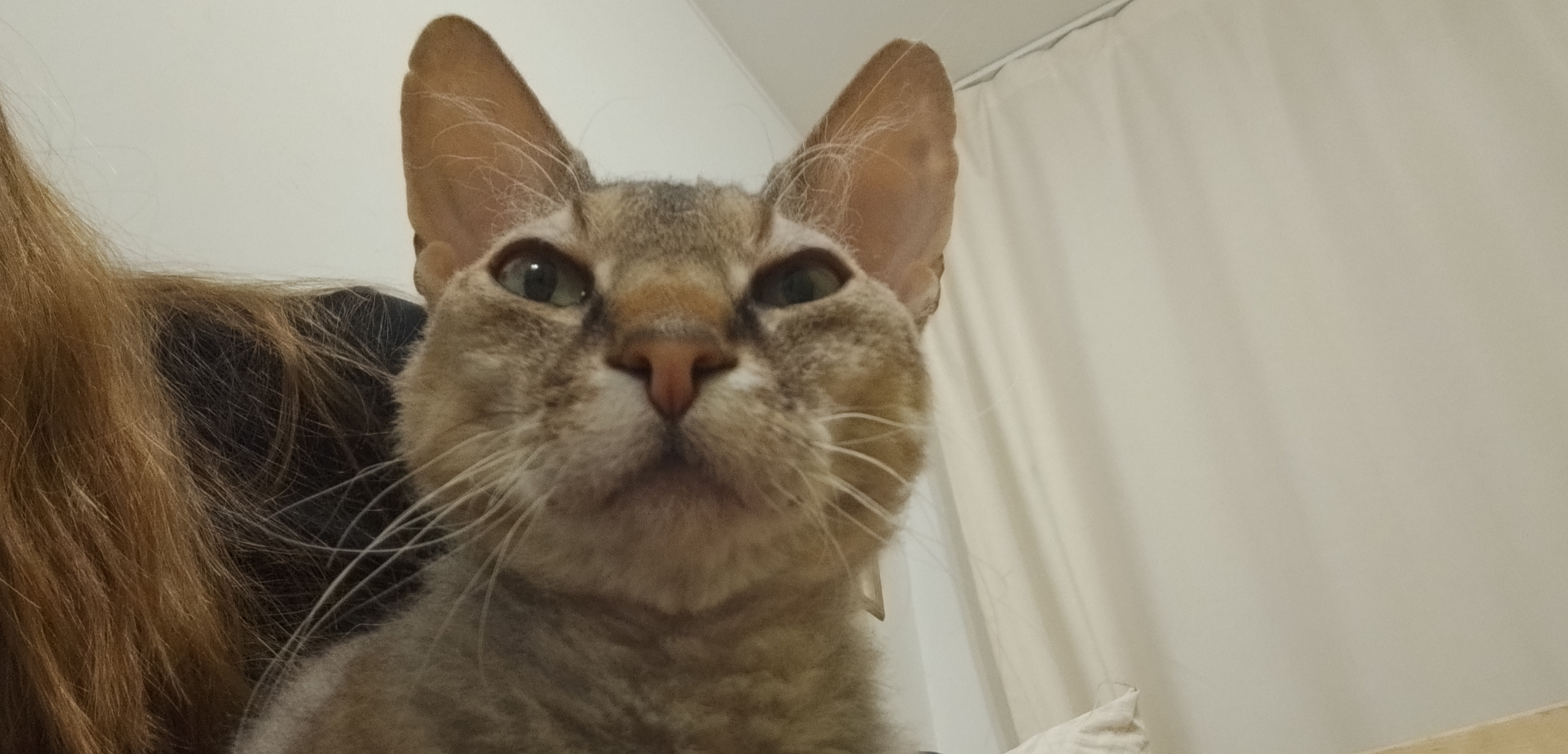 Фото питомца: кот Рикки сидит на коленях хозяйки