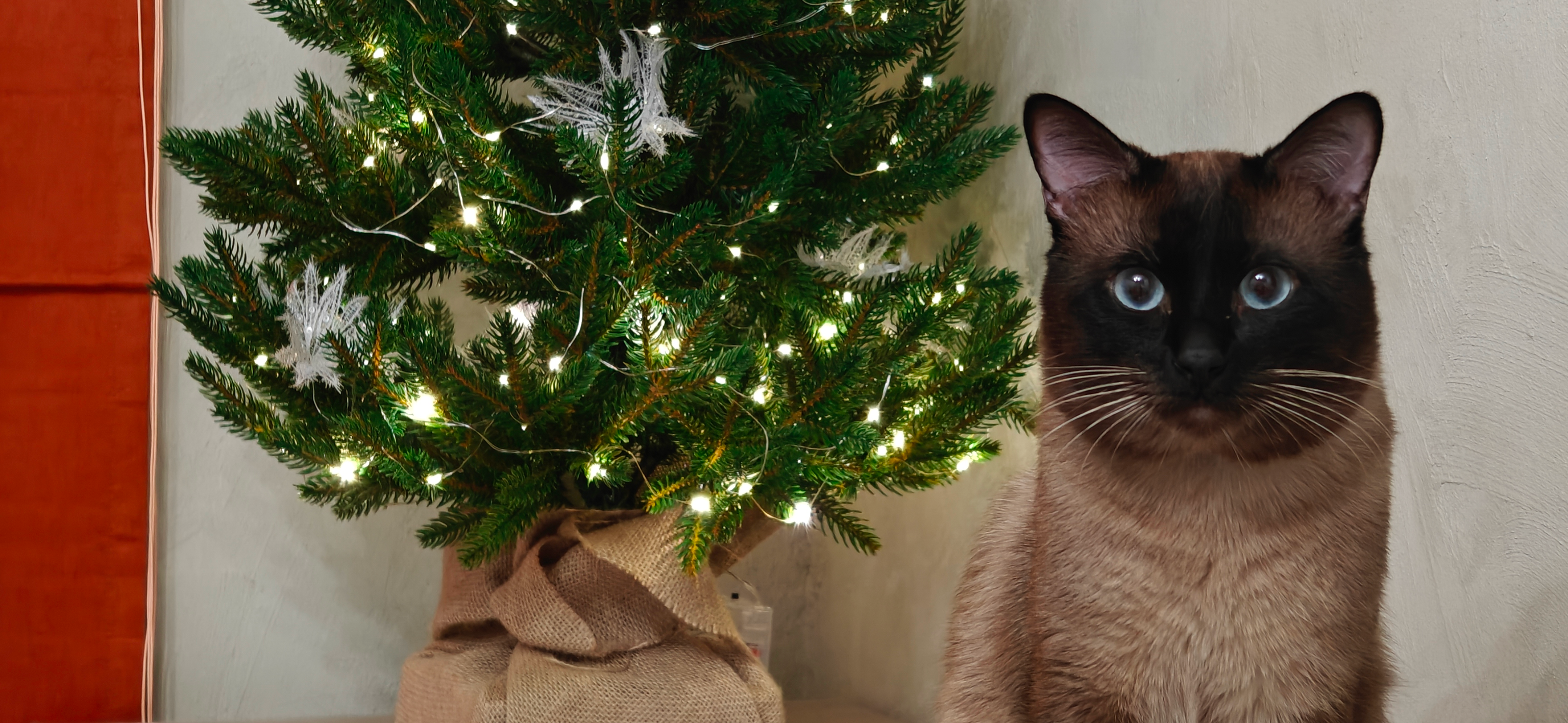 Фото питомца: кот Рио готовится к Новому году