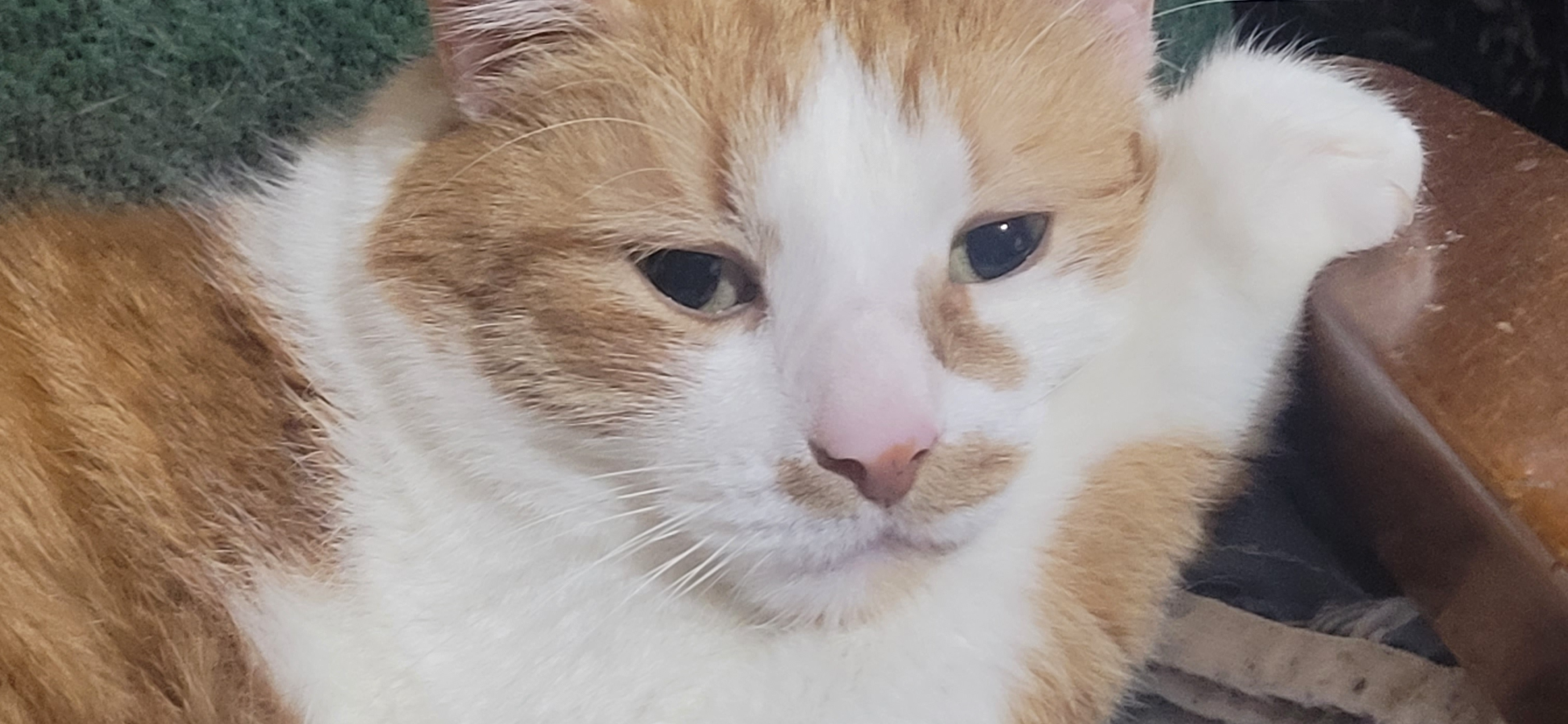 Фото питомца: кот Родион отдыхает