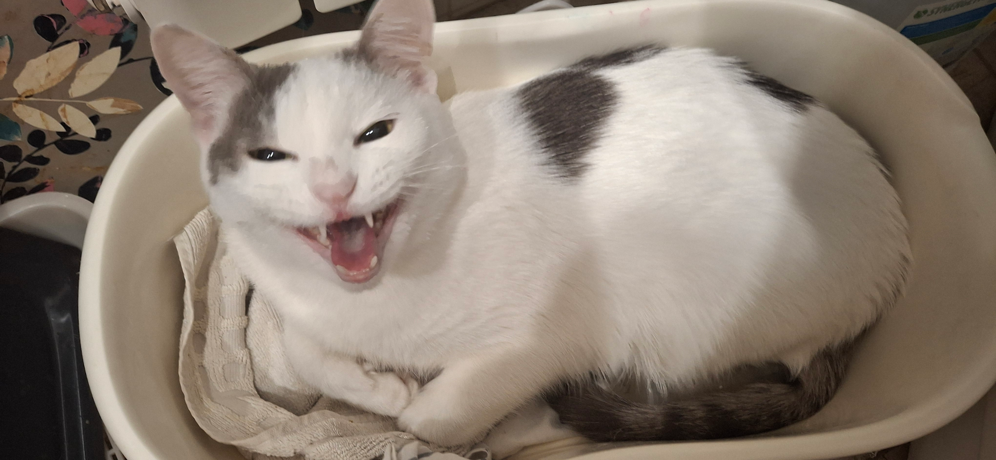 Фото питомца: кот Ростик нашел идеальную лежанку