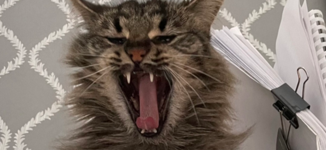 Фото питомца: кошка Рыся демонстрирует оскал