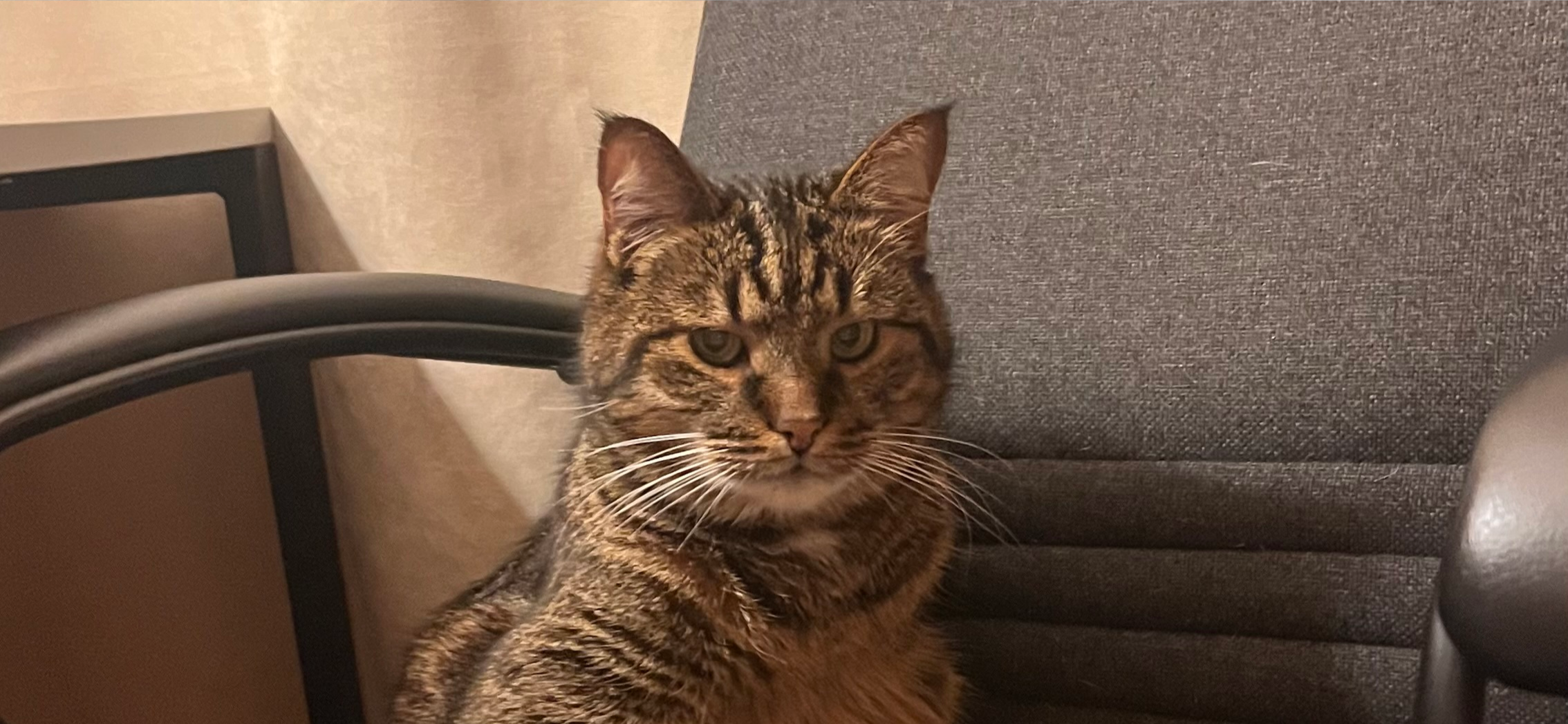 Фото питомца: кот Рыся наслаждается жизнью