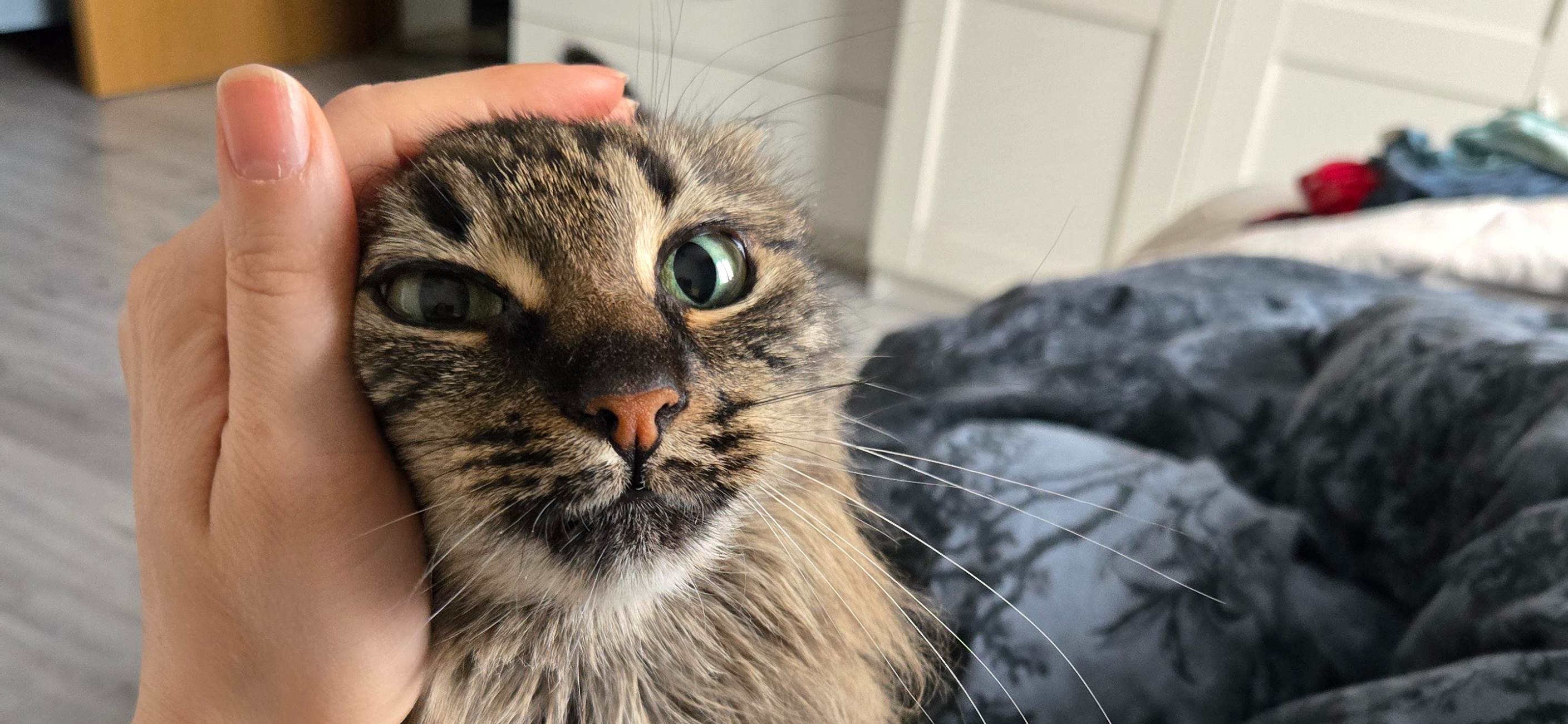 Фото питомца: кошка Рыся притворяется морским котиком