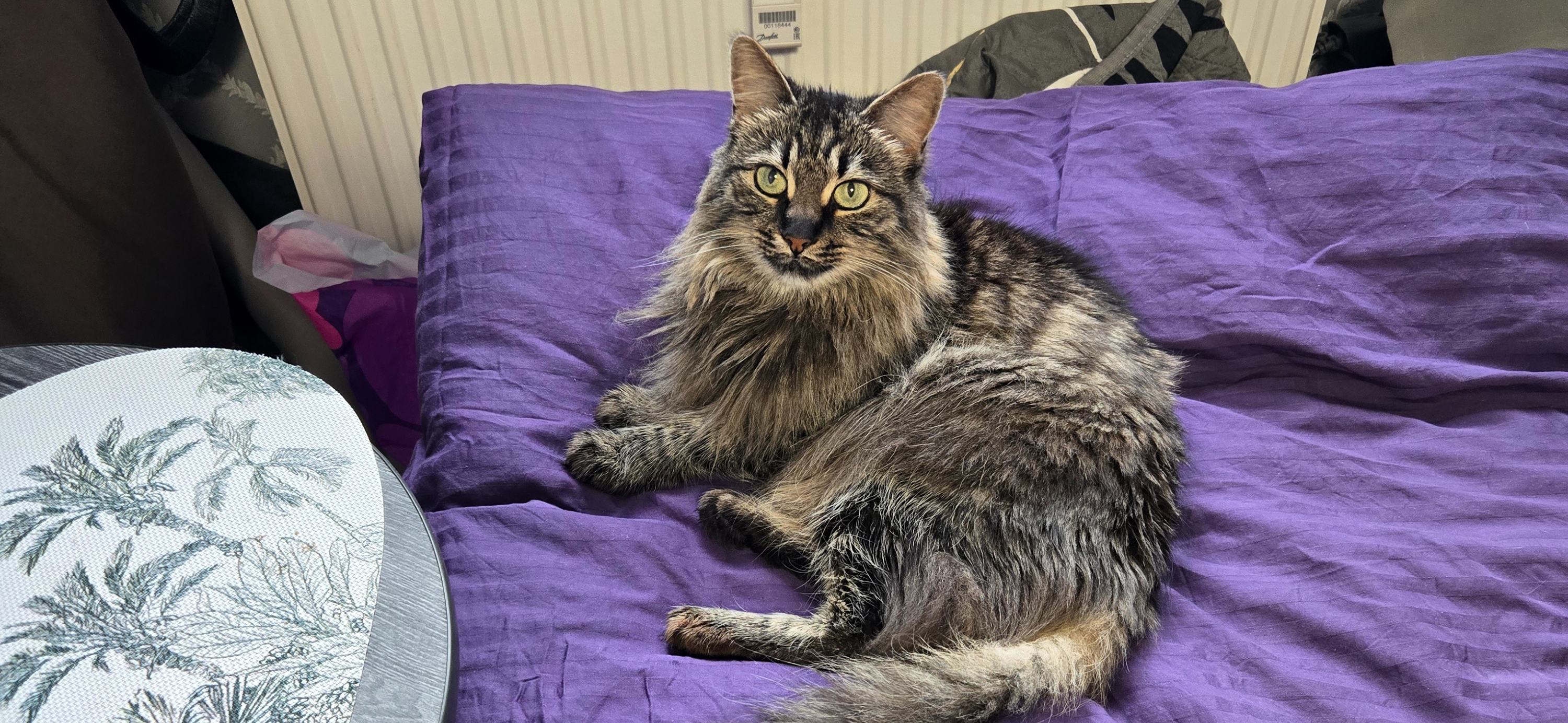 Фото питомца: кошка Рыся занимается невидимой работой по дому