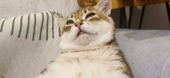 Фото питомца: кот Рысик готовится к отдыху