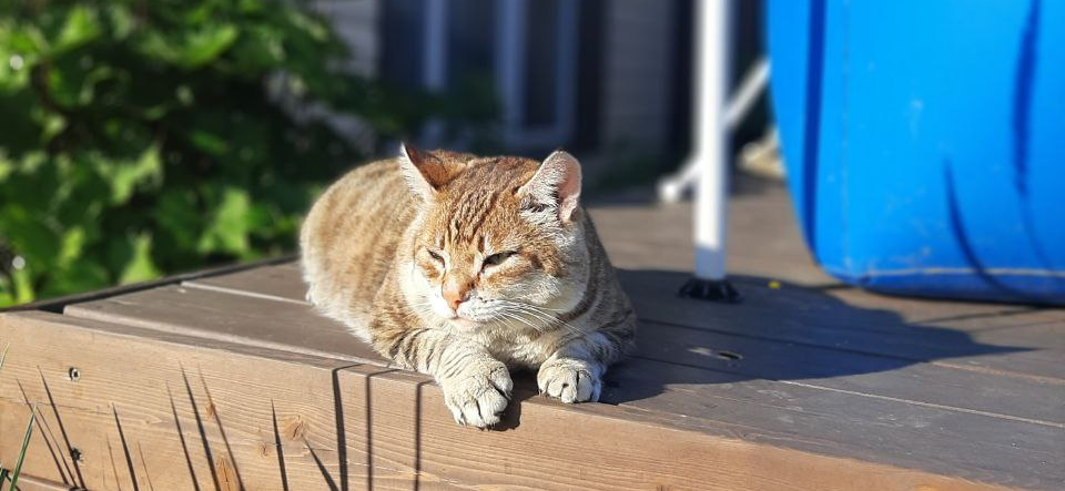 Фото питомца: кот Рысик нежится в лучах утреннего солнца