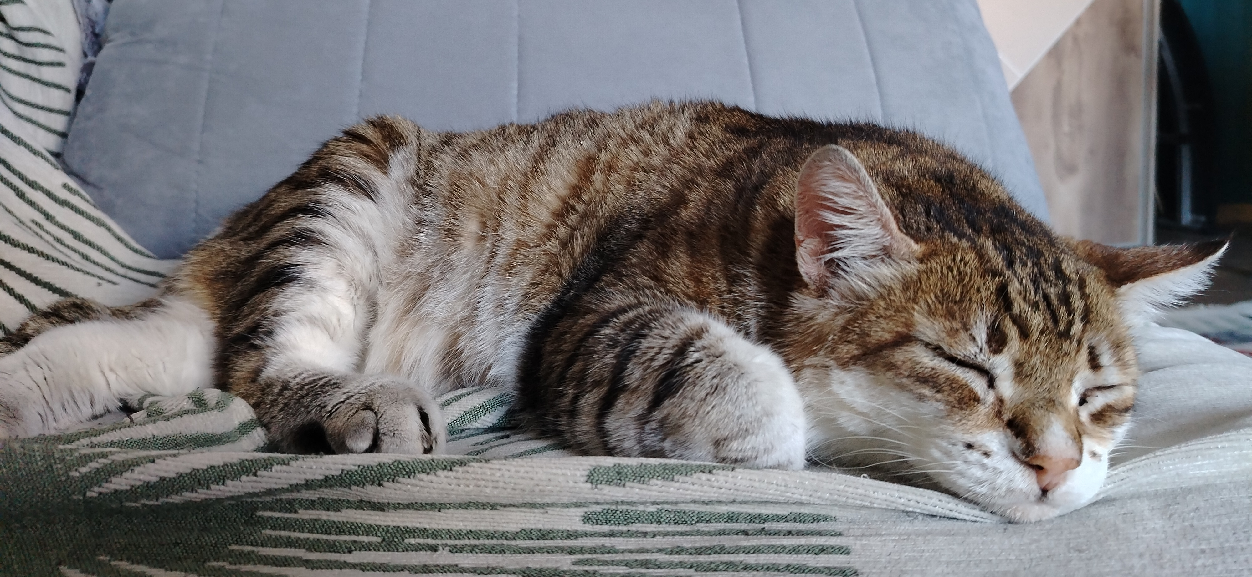 Фото питомца: кот Рысик отдыхает