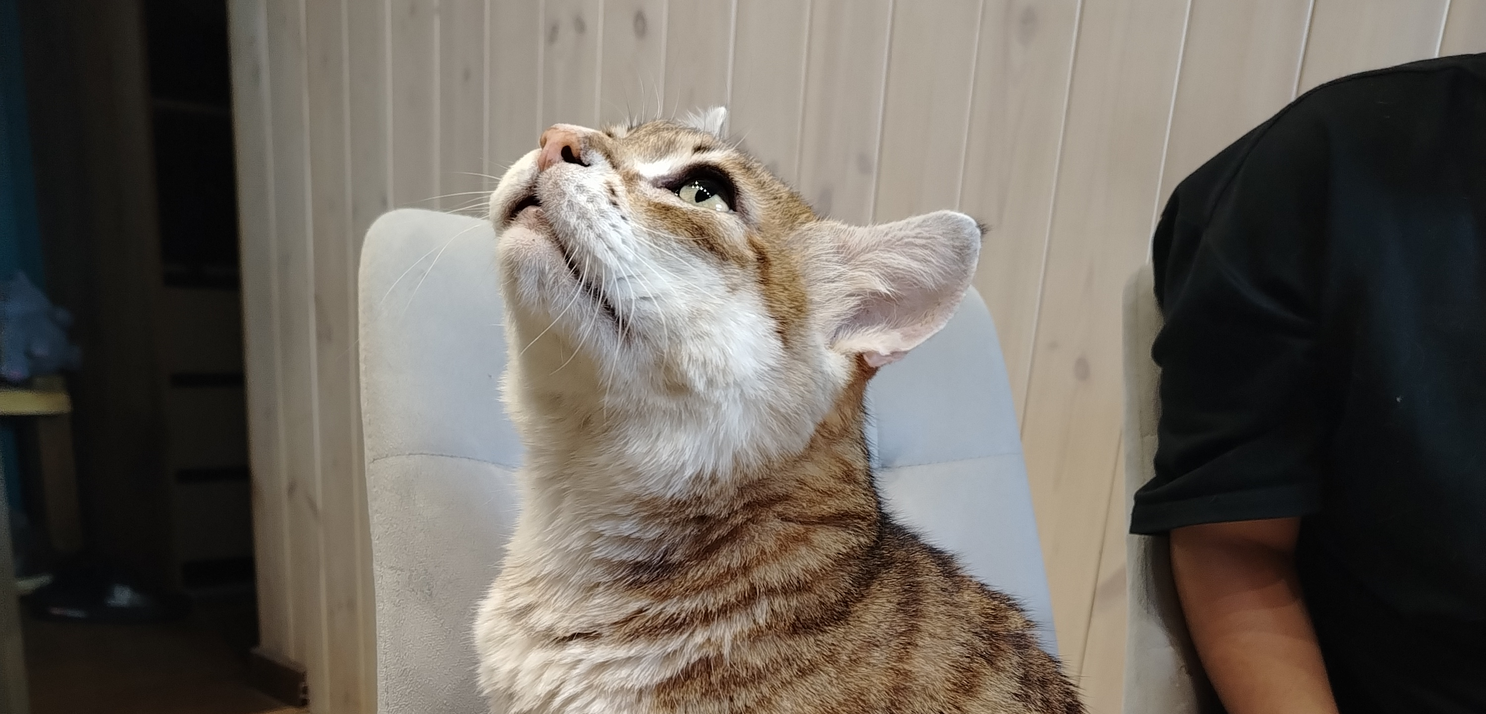 Фото питомца: кот Рысик получает 25-ю порцию любви за утро