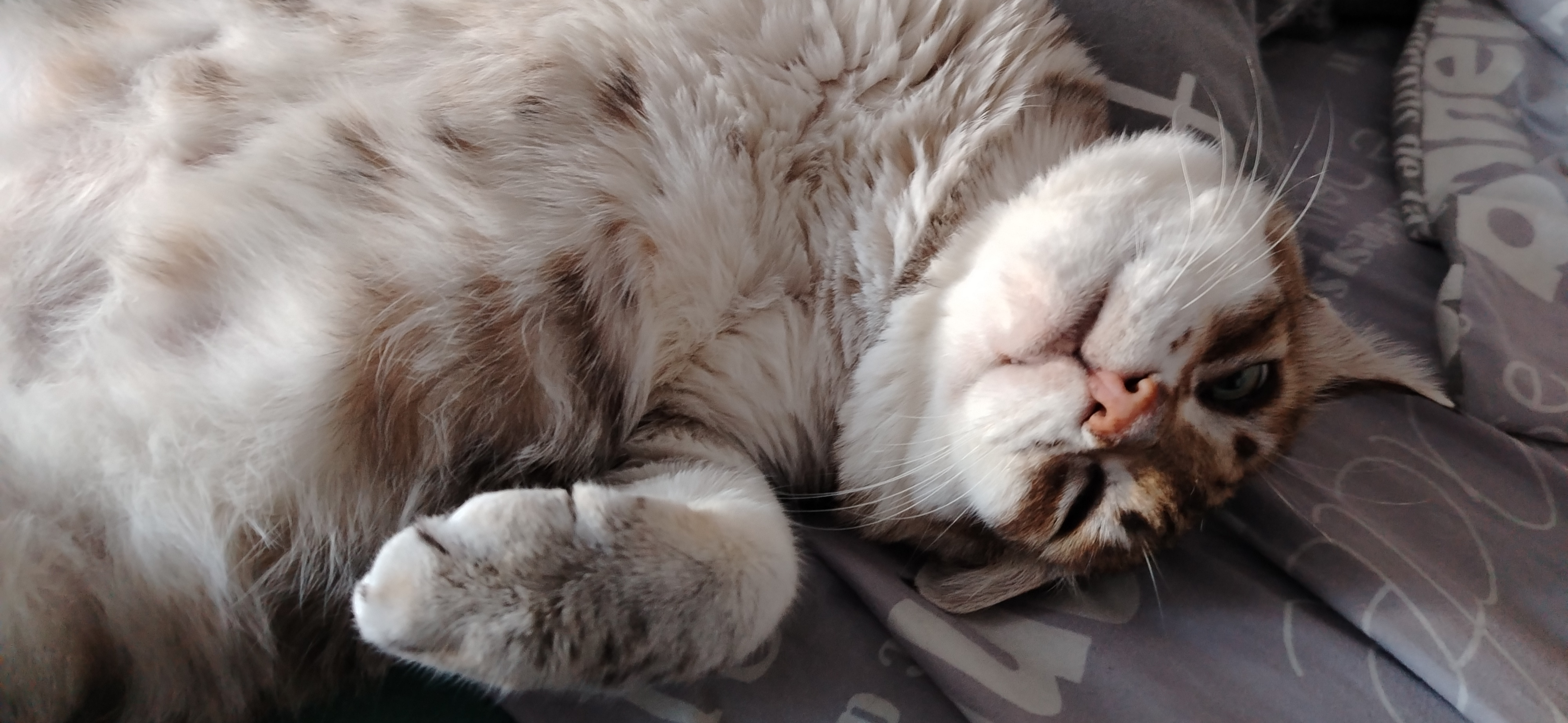 Фото питомца: кот Рысик приглашает в кроватку