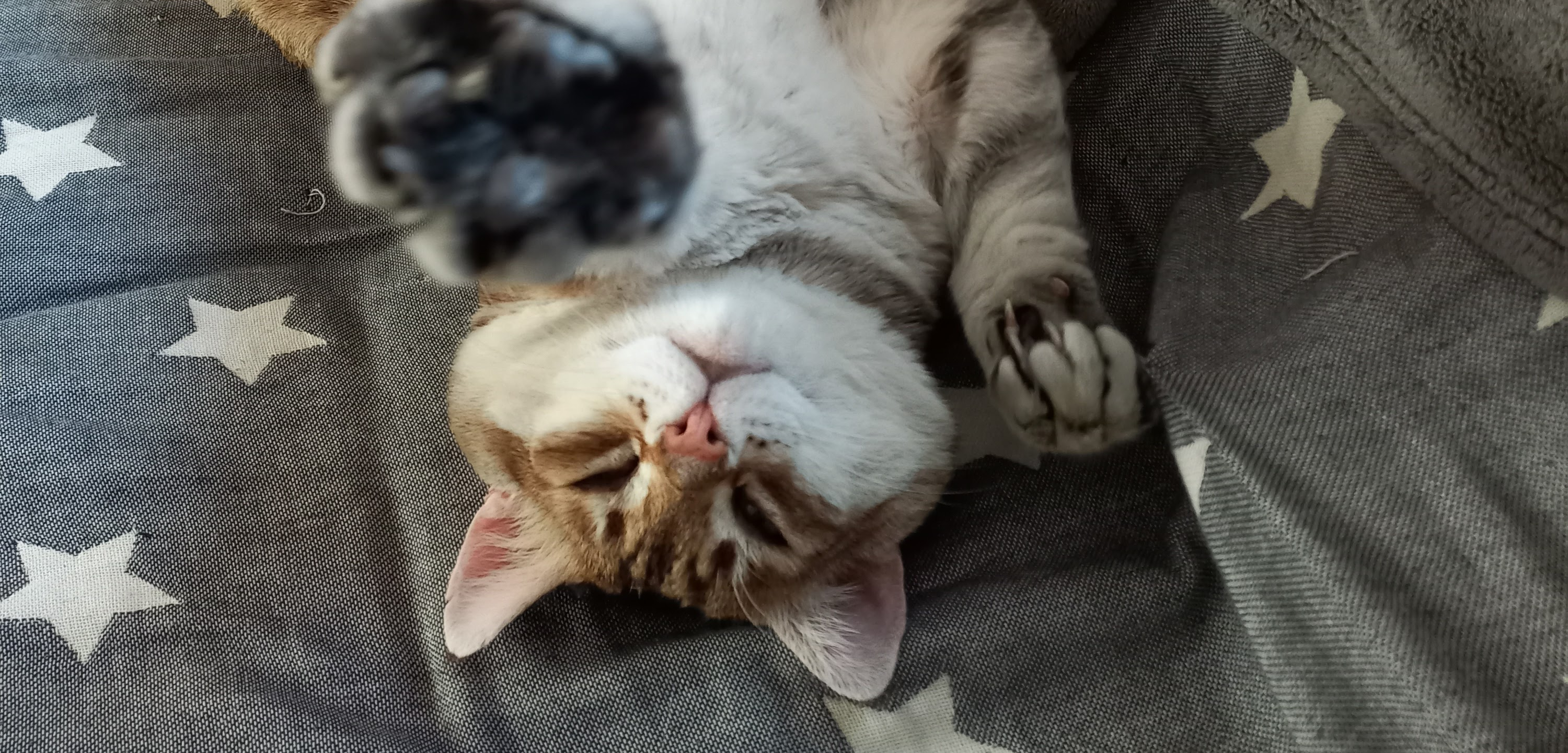 Мы забрали кота Рысика у соседа, который спасал уличных животных