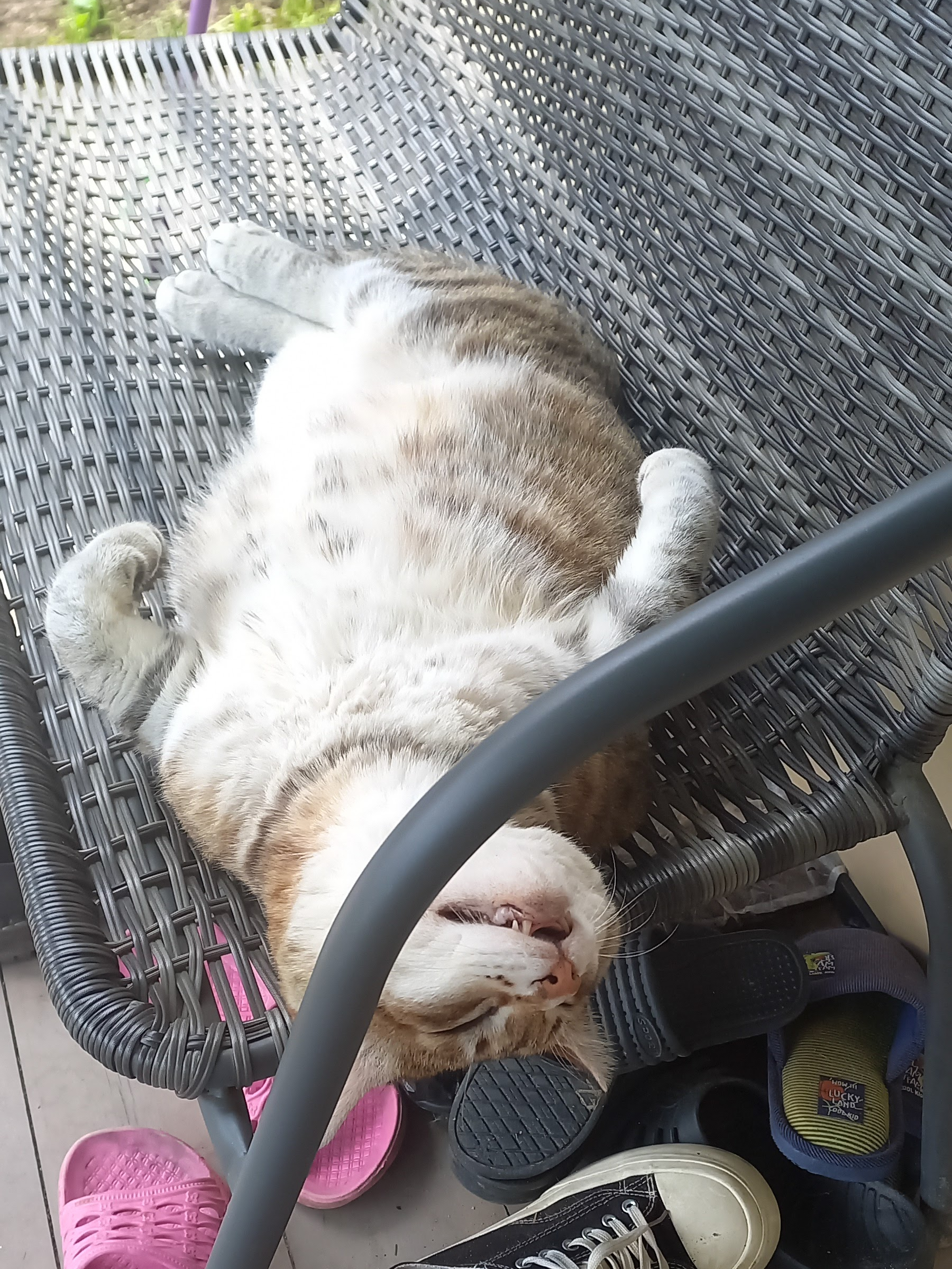 Подобрала фотографии, как Рыся заживал и менялся