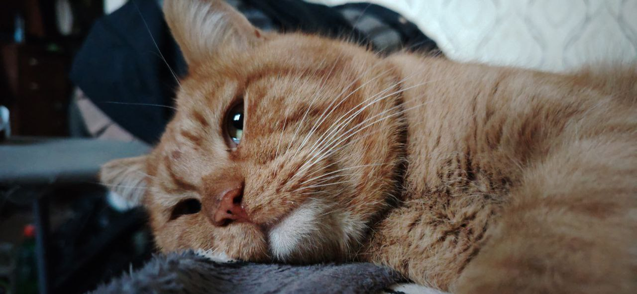 Фото питомца: кот Рыжий грустит