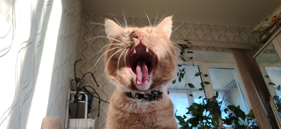 Фото питомца: кот Рыжий изображает не то тигра, не то льва