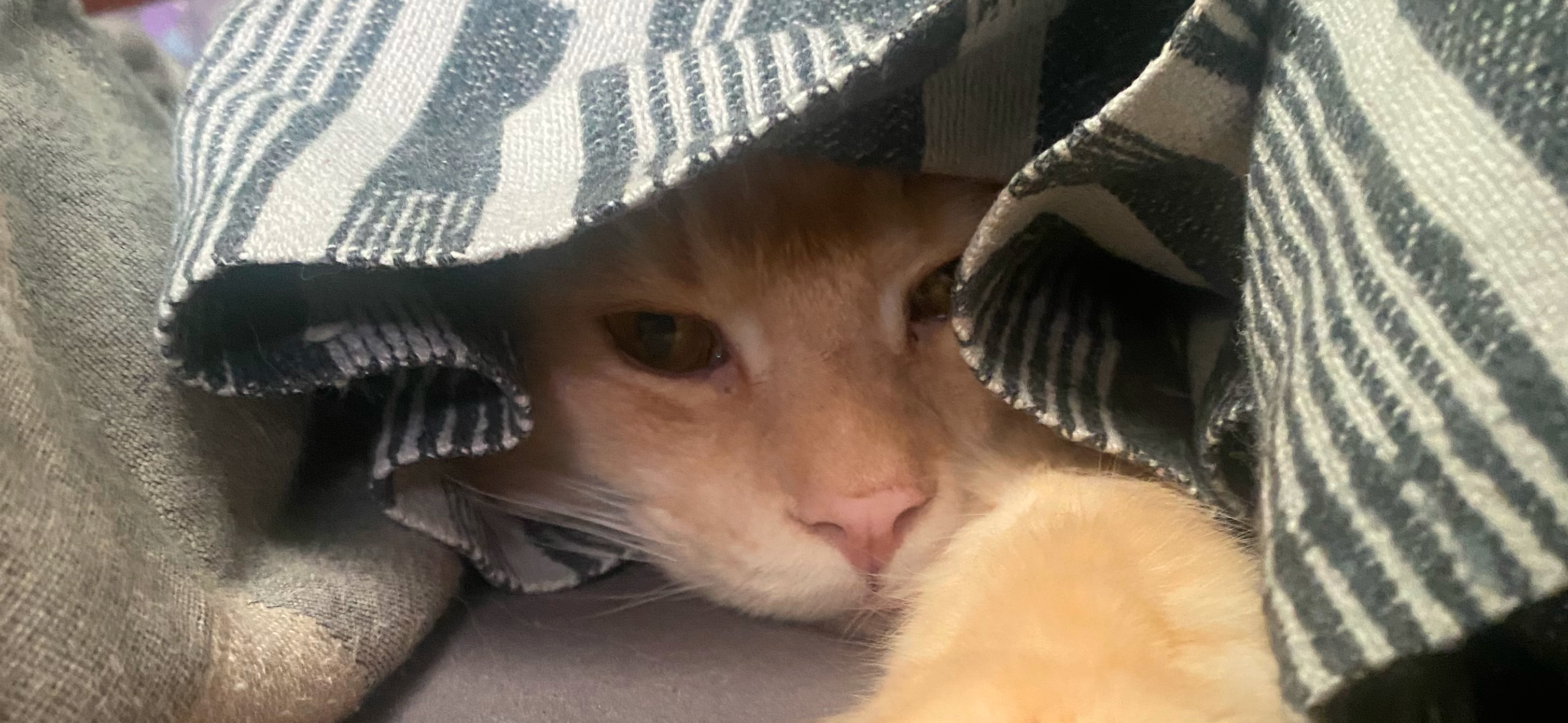 Фото питомца: рыжий кот отдыхает