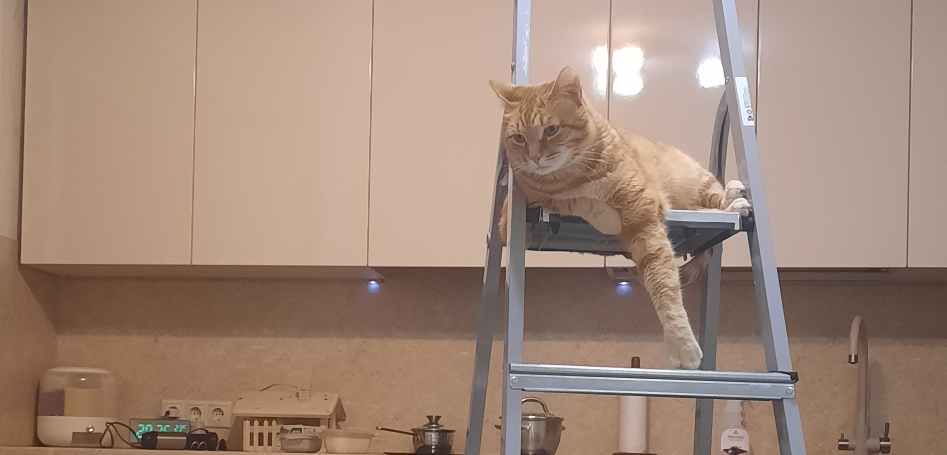 Фото питомца: рыжий кот помогает с домашними делами