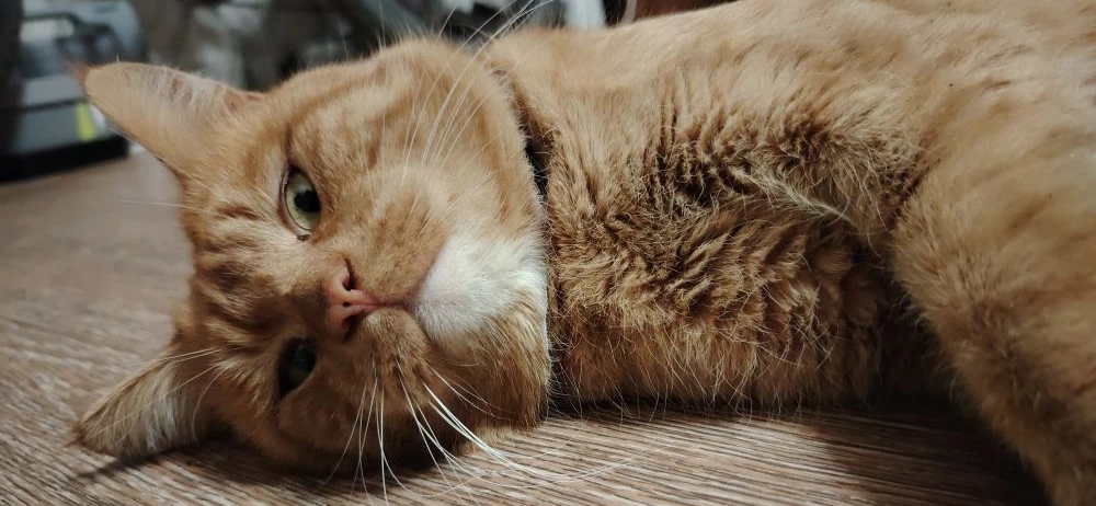 Фото питомца: кот Рыжий живет свою лучшую жизнь