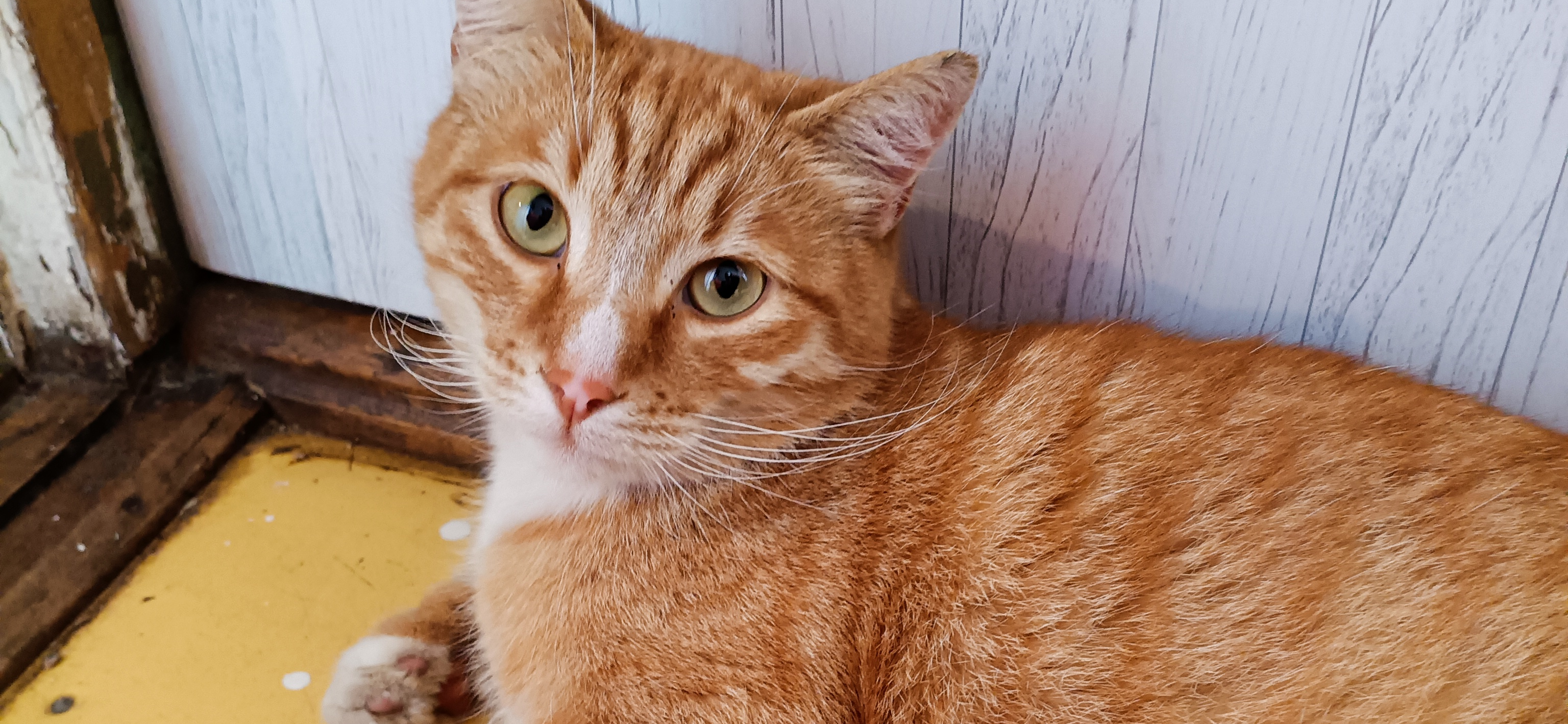 Фото питомца: кот Рыжик отдыхает после еды