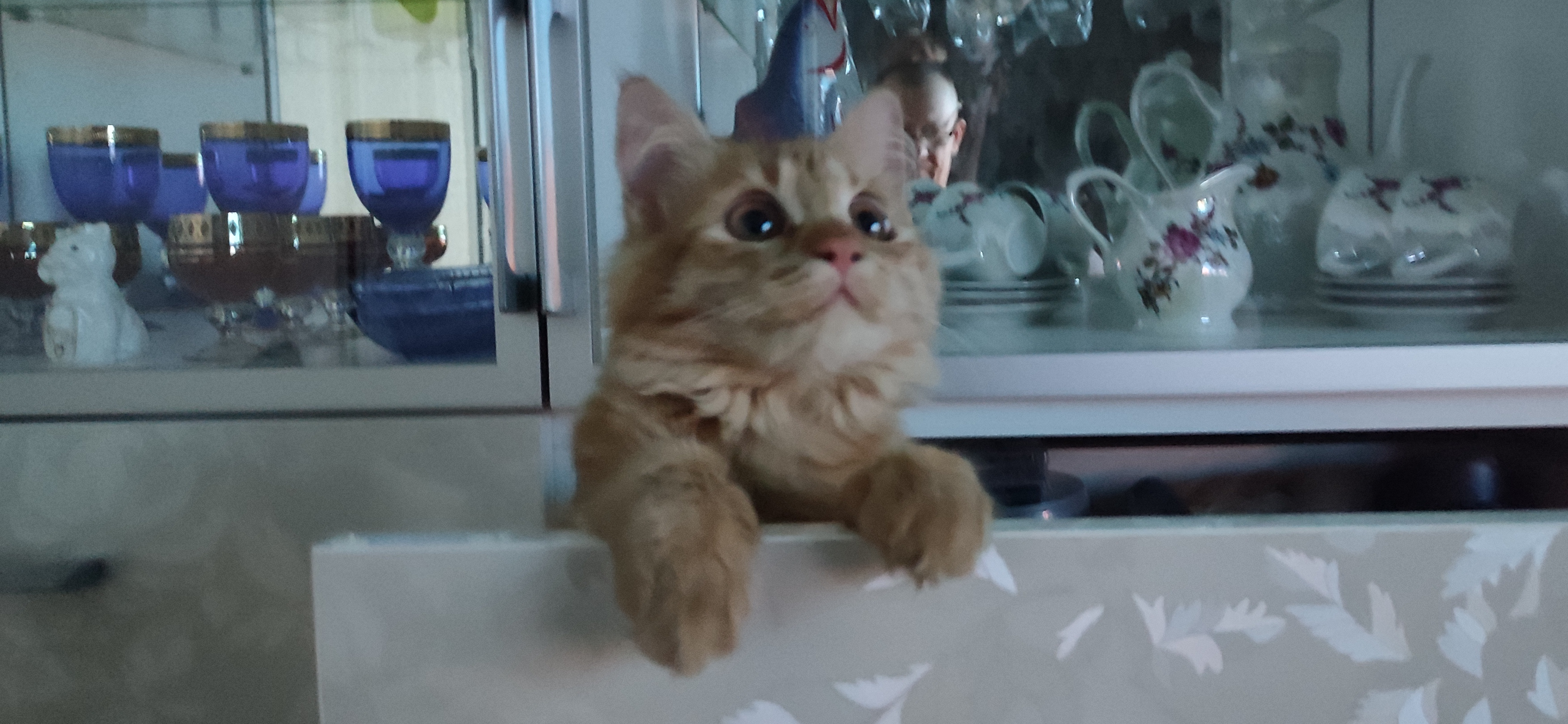 Фото питомца: кошка Рыжик позирует