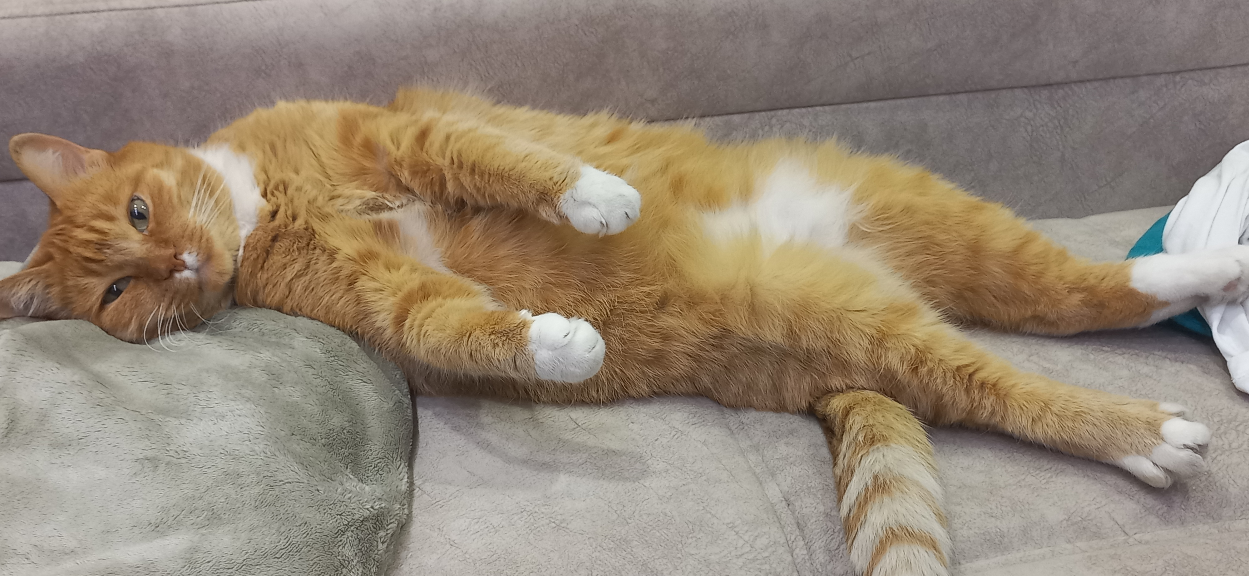 Фото питомца: кот Рыжик живет свою лучшую жизнь