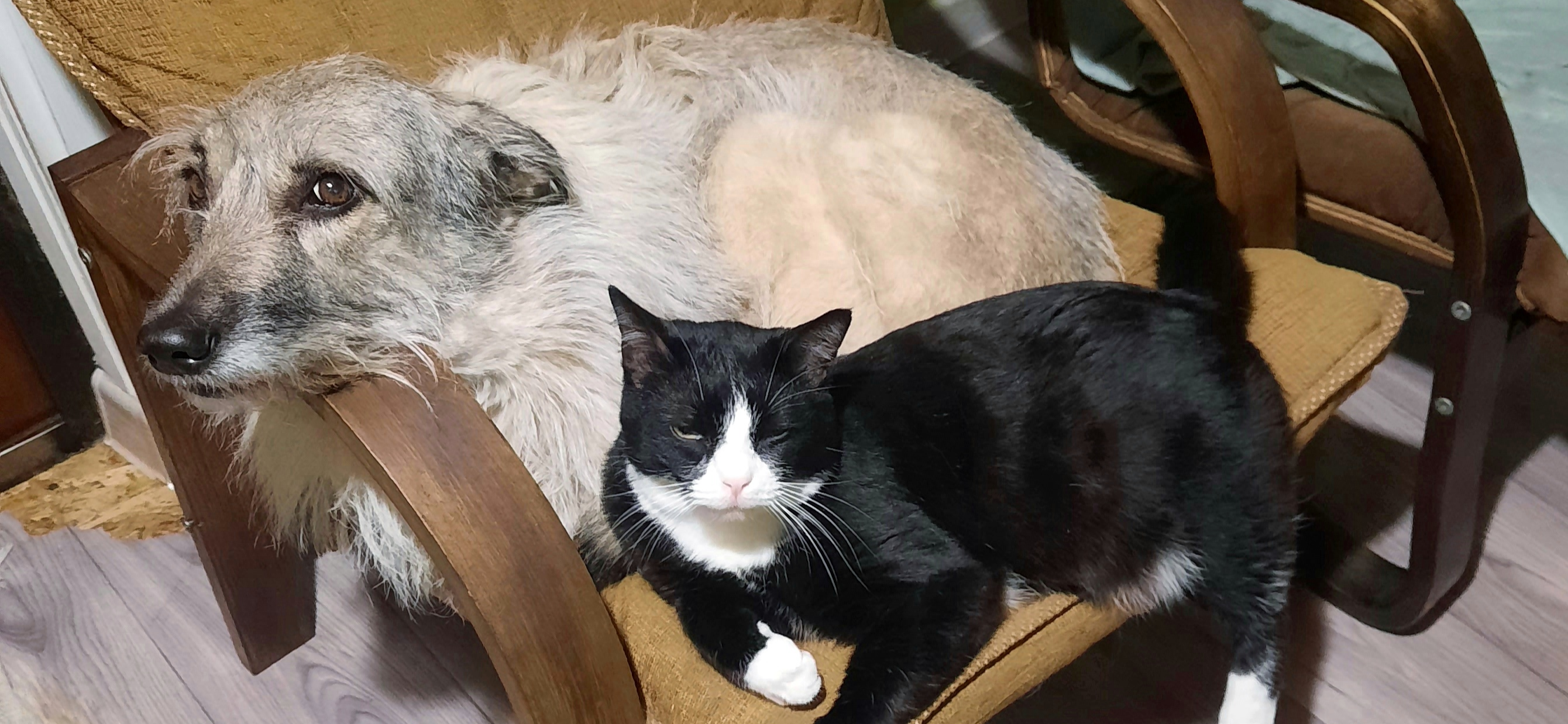 Фото питомцев: кошка с собакой пытаются уместиться в кресле