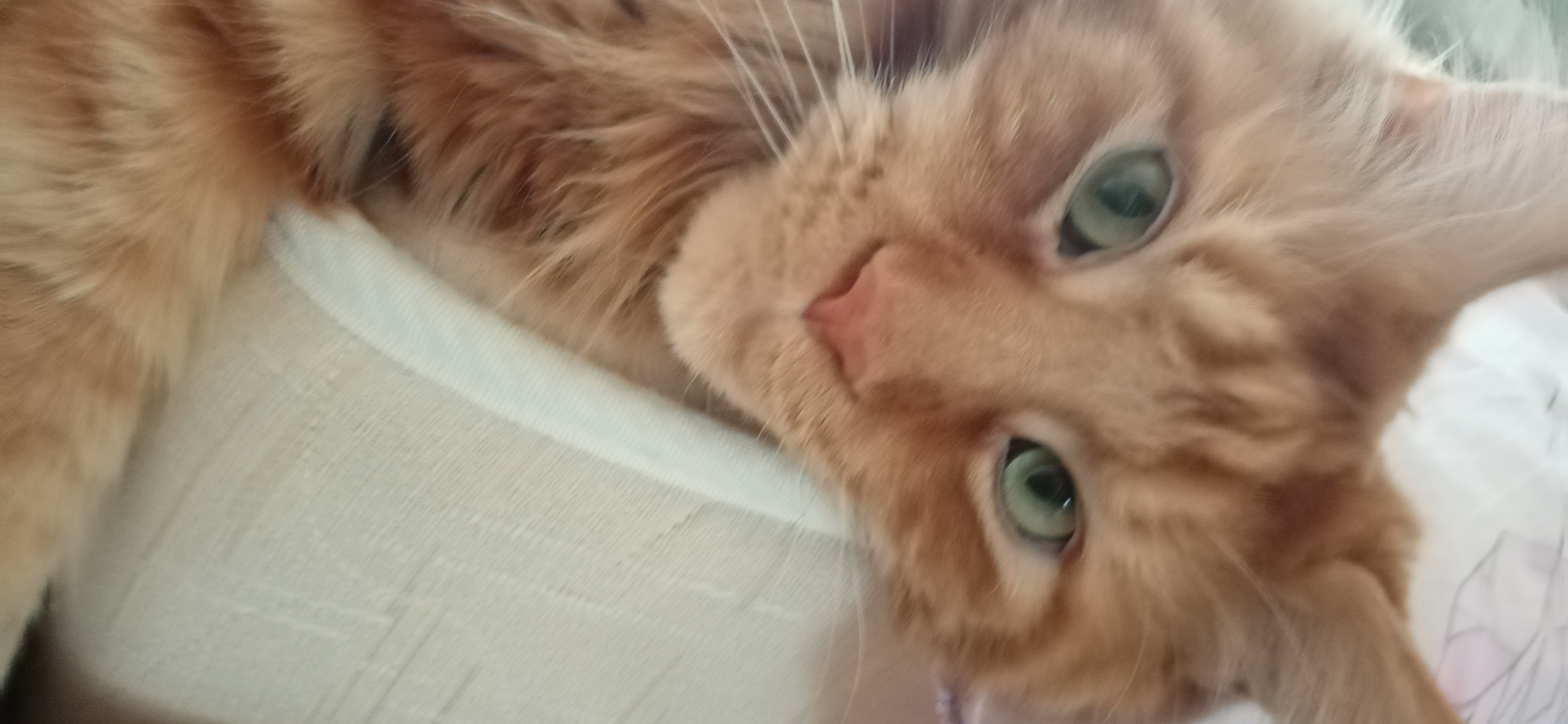 Фото питомца: кот Сабир смотрит в камеру