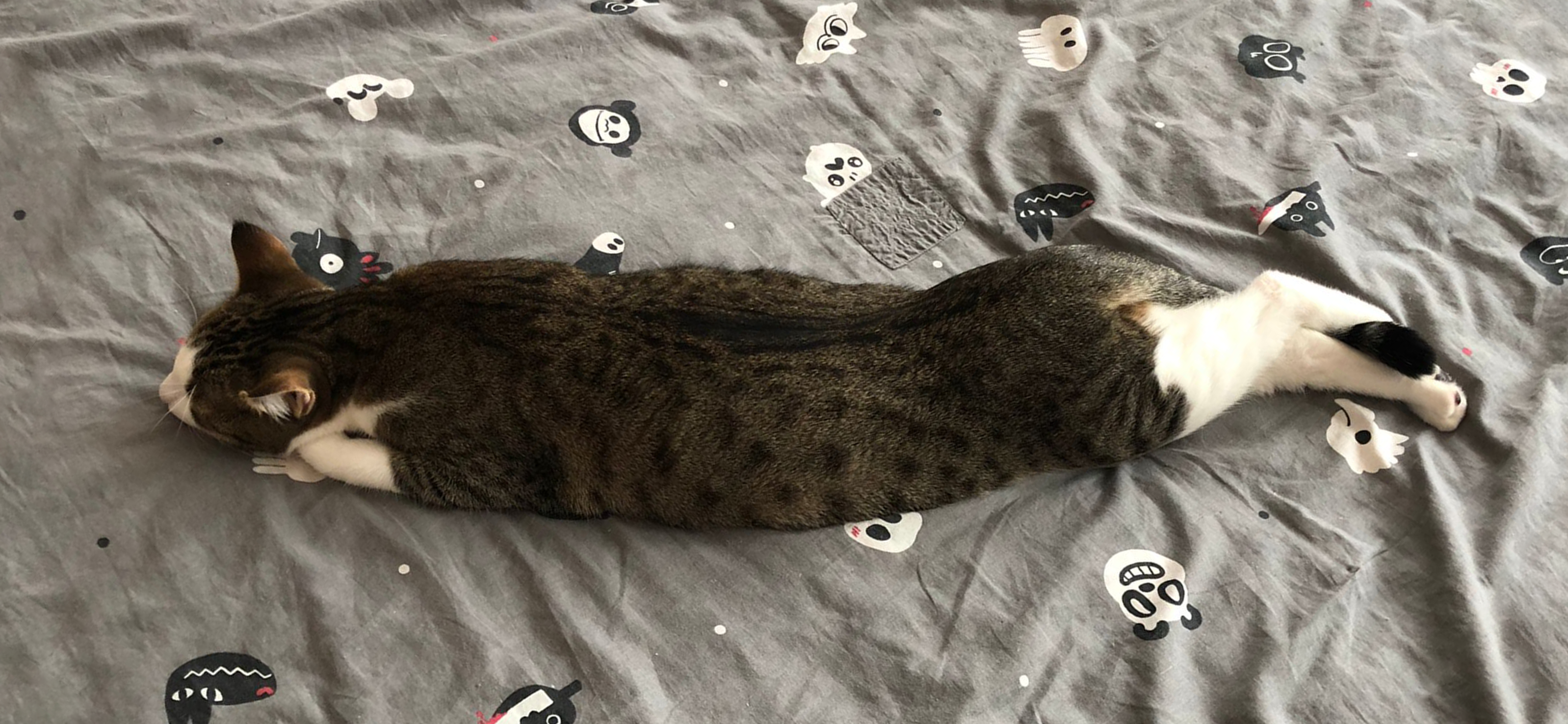 Фото питомца: кошка Сайка притворяется мопсом