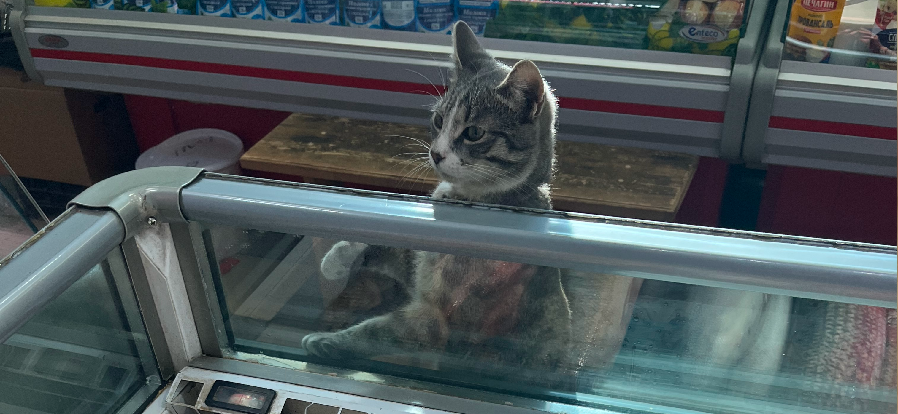 Фото питомца: кот Семен изучает рыбный ассортимент