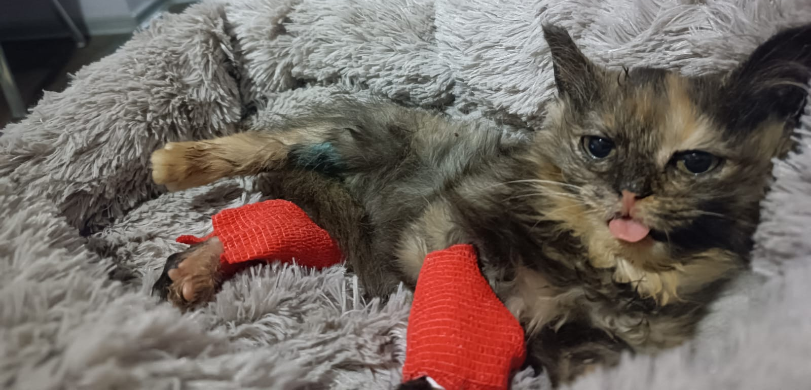 До и после: кошка Серафима с аппаратом внешней фиксации перелома и с восстановленной лапой