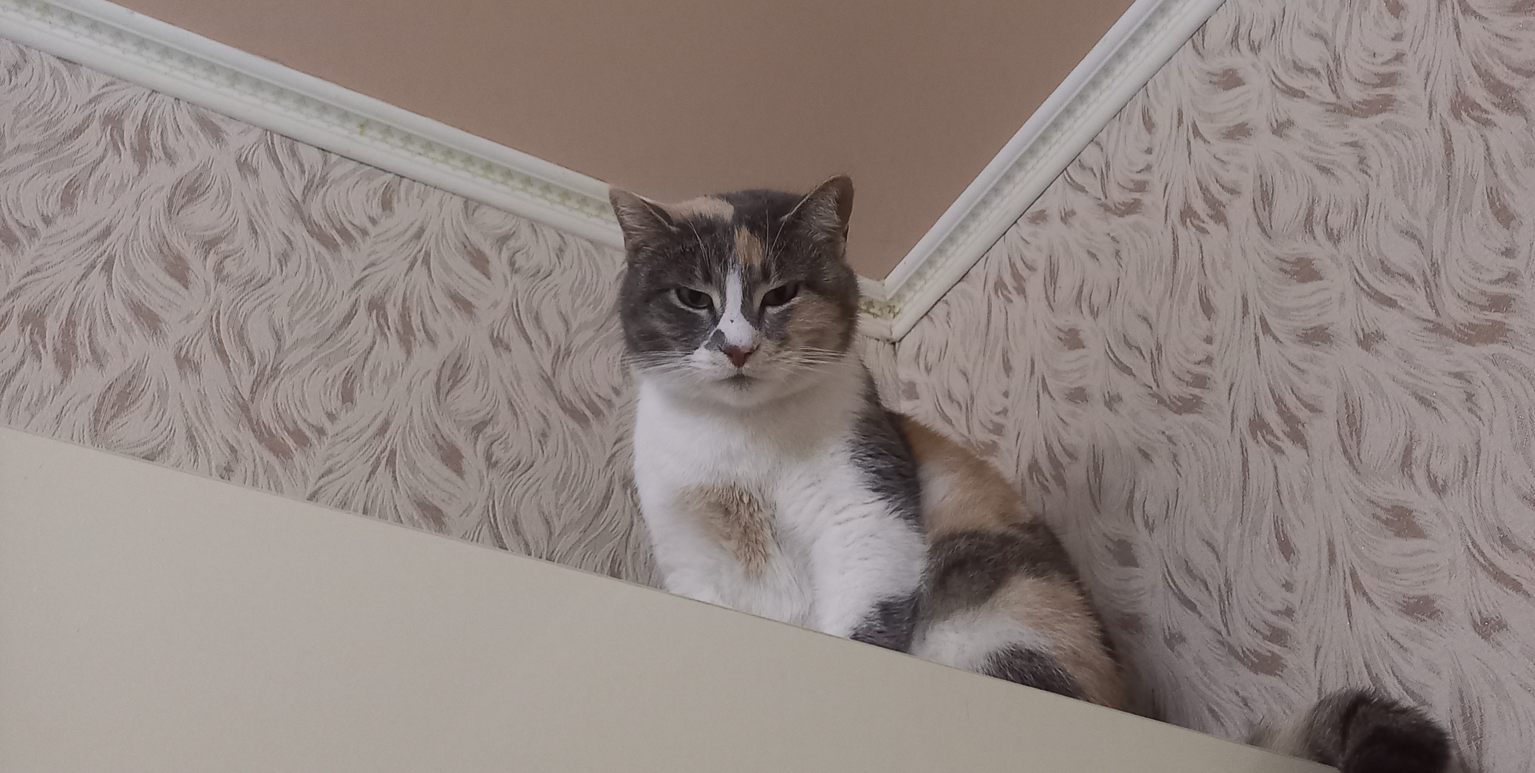 Фото питомца: кошка Шанель смотрит на всех свысока