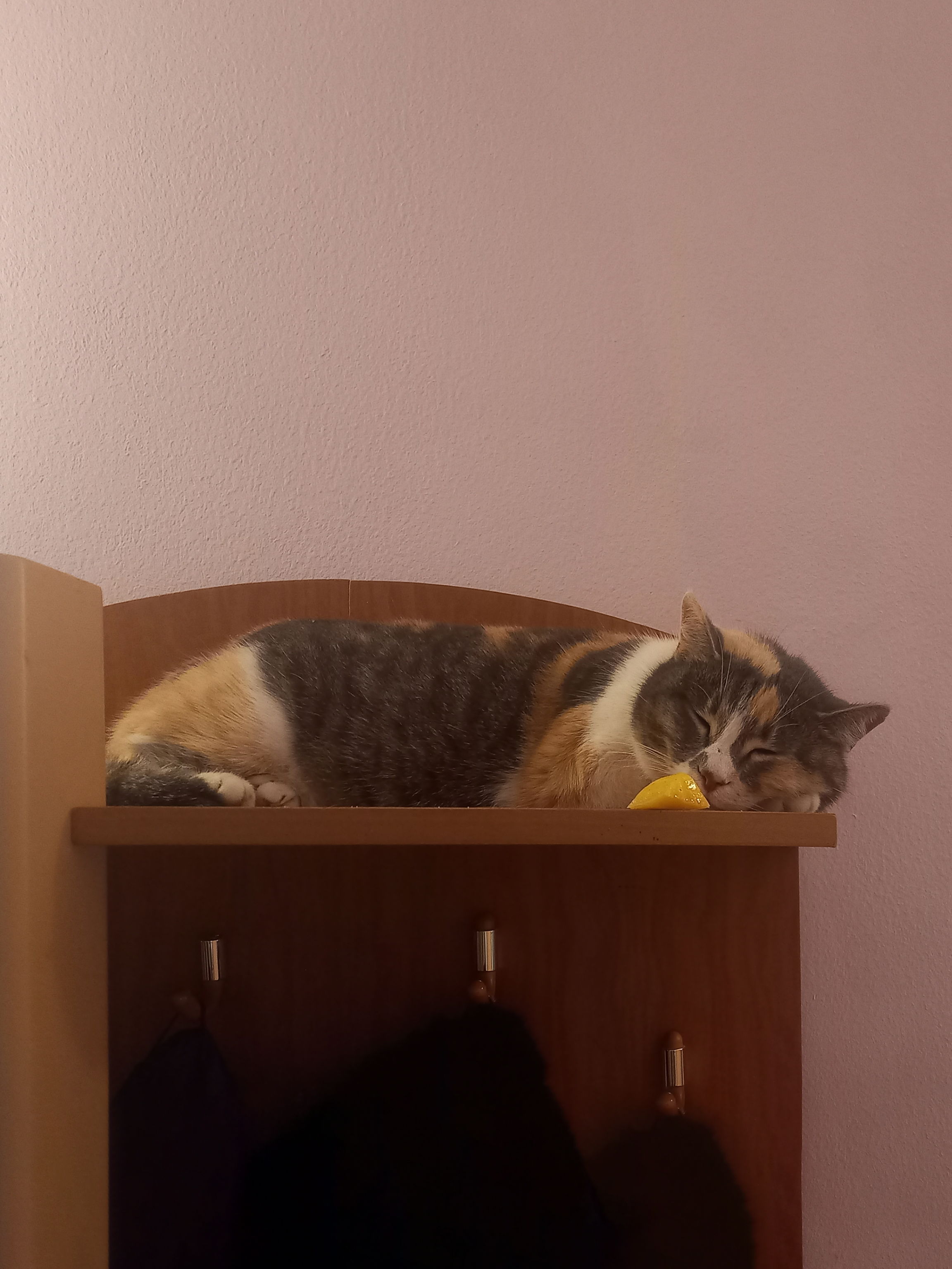 Шанель снова греется