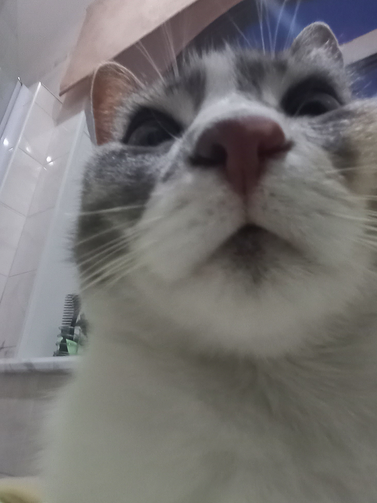 Мемная Шанель